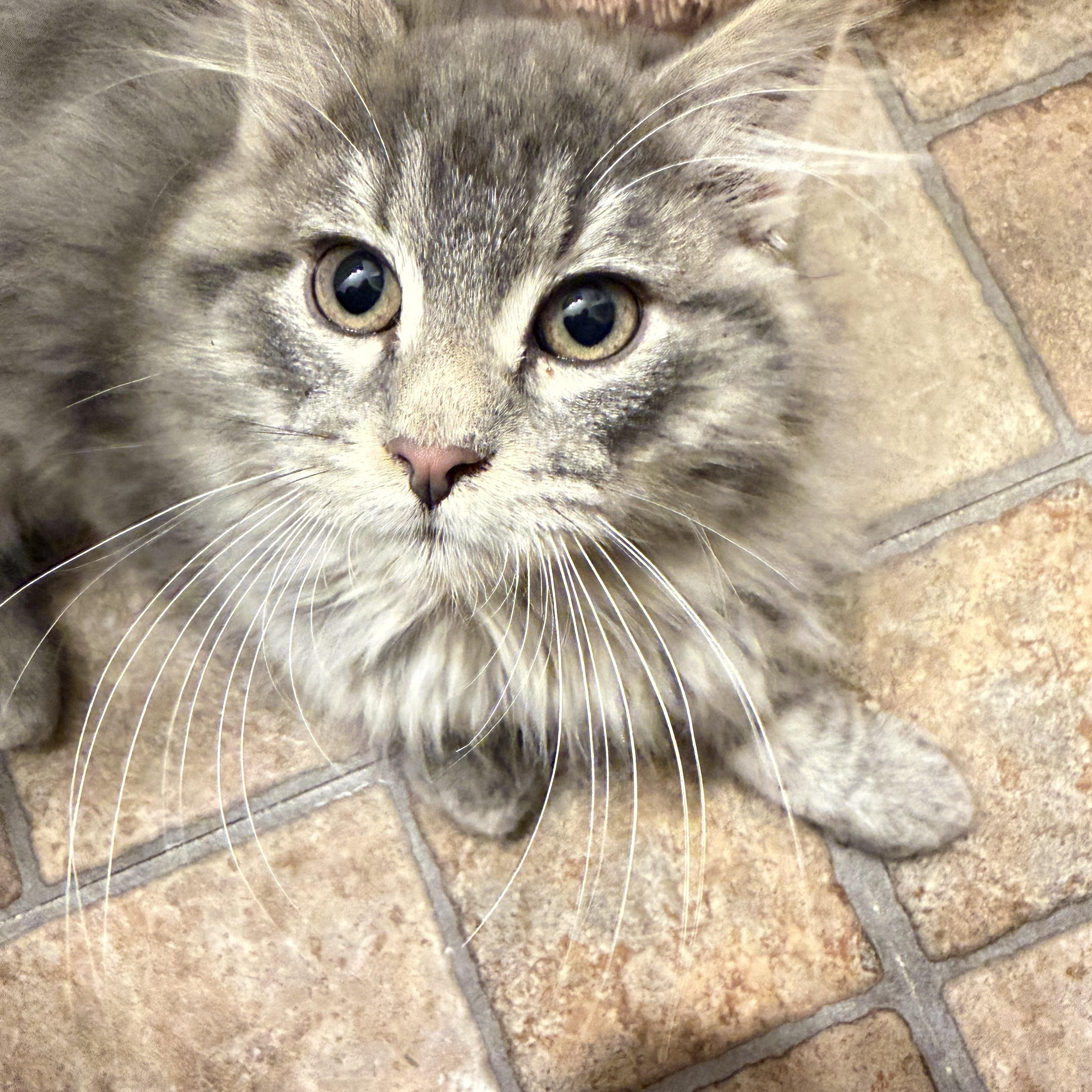Steve, an adopted Domestic Long Hair in Geneseo , IL image 3/5