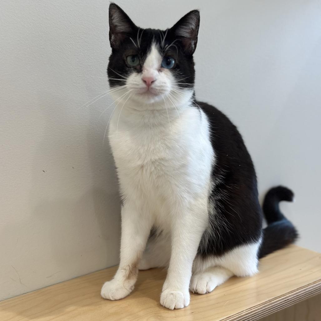 R168750 Paisley, Adoptable, Adult Female Domestic Short Hair.