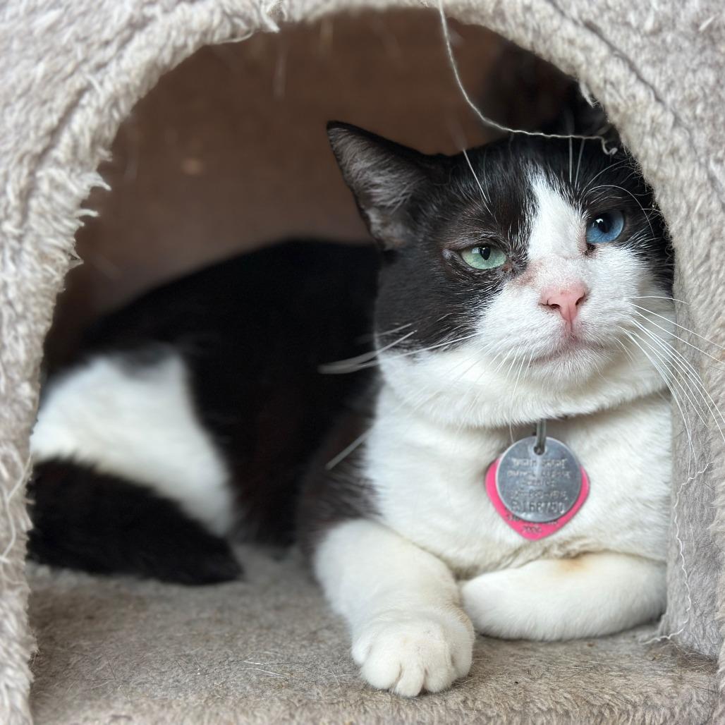 Enlarge R168750 Paisley, a Adoptable Domestic Short Hair in Port Washington, NY image 5/5