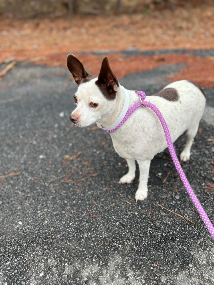 PEPPA, a Adoptable mixed breed in Milton, GA image 1/3
