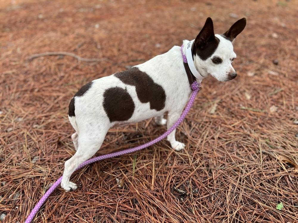 PEPPA, a Adoptable mixed breed in Milton, GA image 2/3