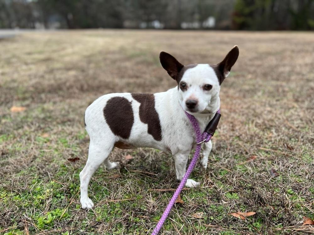 PEPPA, a Adoptable mixed breed in Milton, GA image 3/3