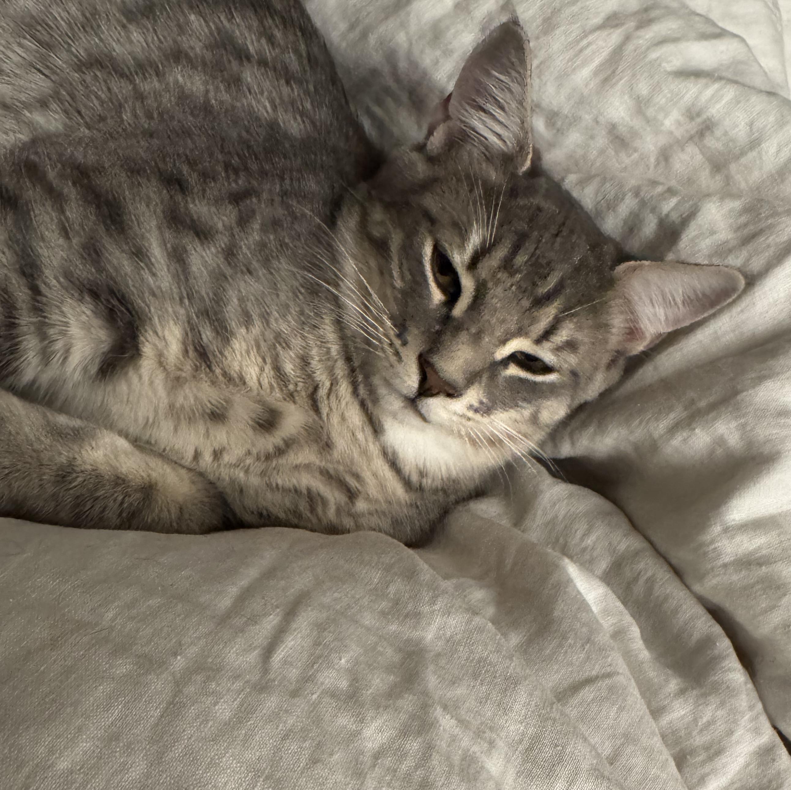 Enlarge Max, a Adoptable Domestic Short Hair in Brooklyn, NY image 2/4