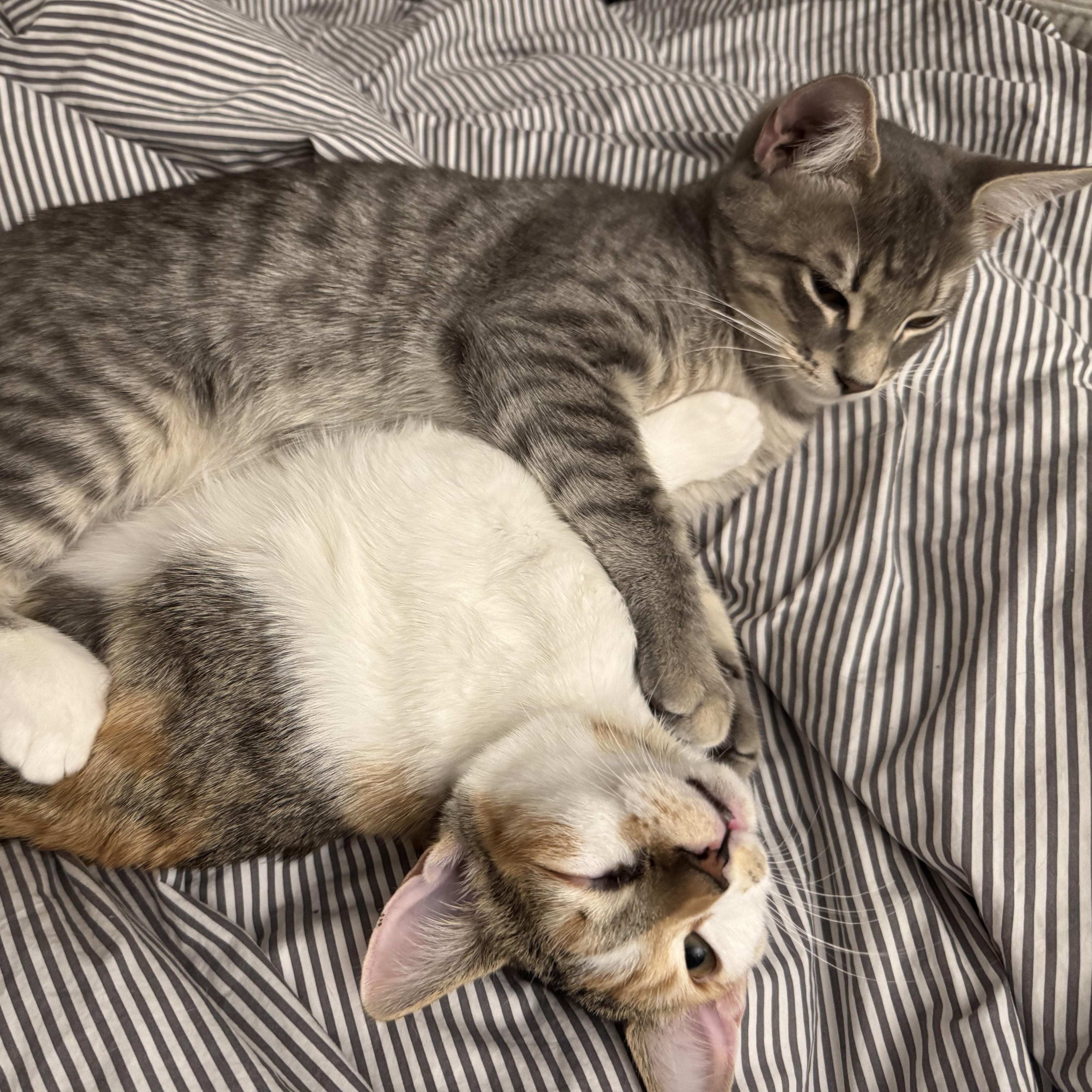 Enlarge Max, a Adoptable Domestic Short Hair in Brooklyn, NY image 1/4