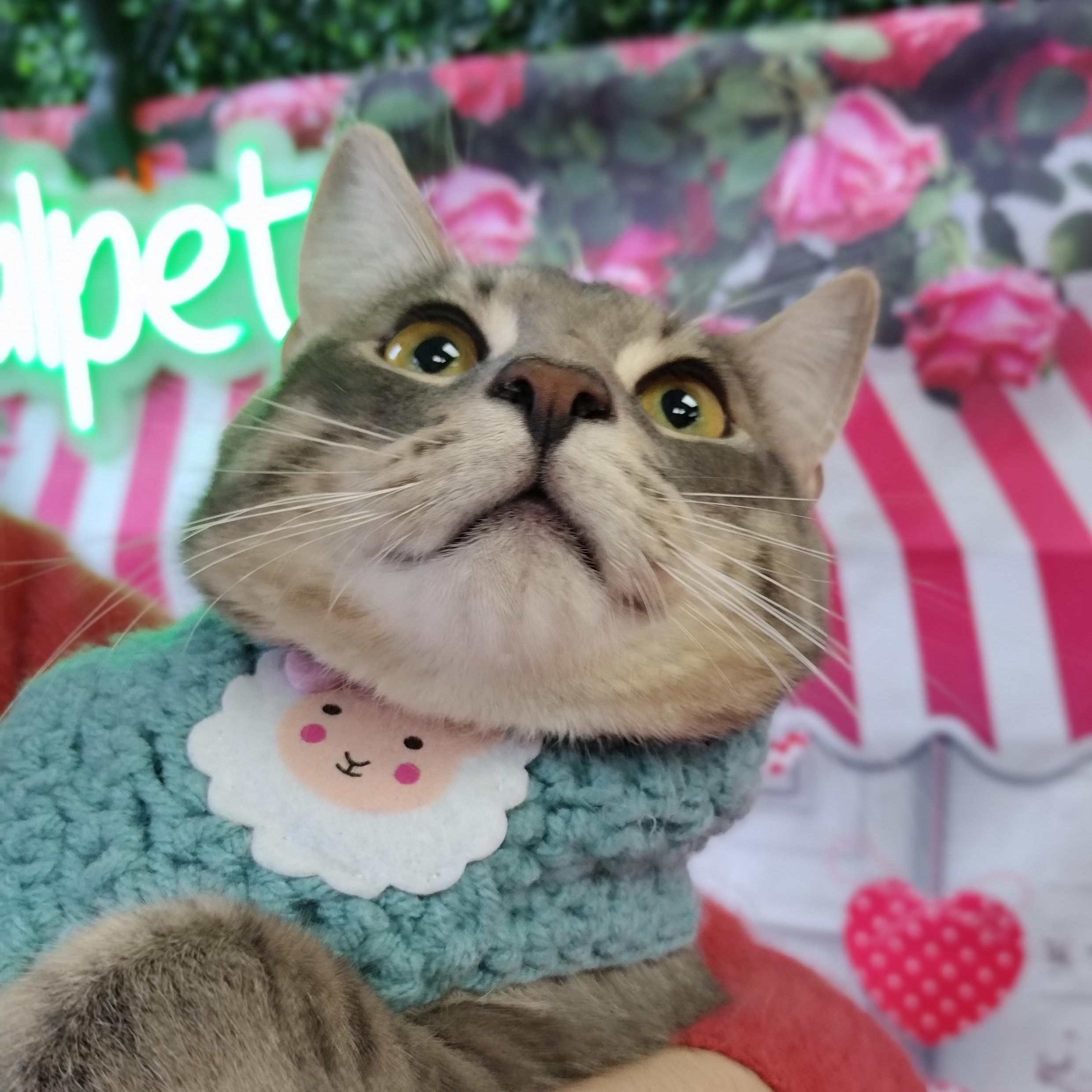 Enlarge Max, a Adoptable Domestic Short Hair in Brooklyn, NY image 1/4