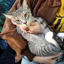 Max, Adoptable, Kitten Male Domestic Short Hair.