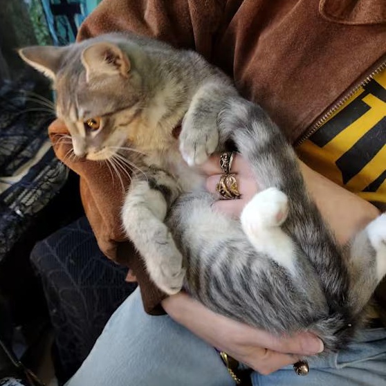 Max, a Adoptable Domestic Short Hair in Brooklyn, NY image 2/2