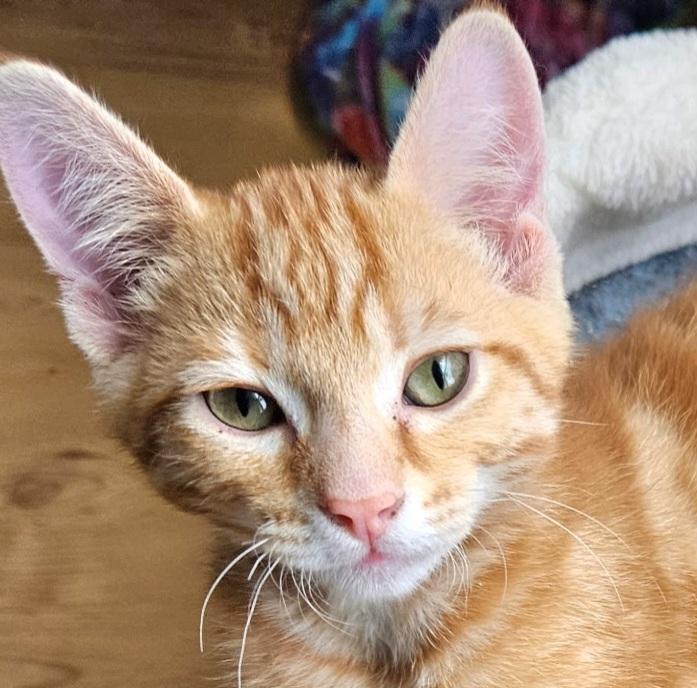 Blaze, adoptable, Kitten Male Tabby.