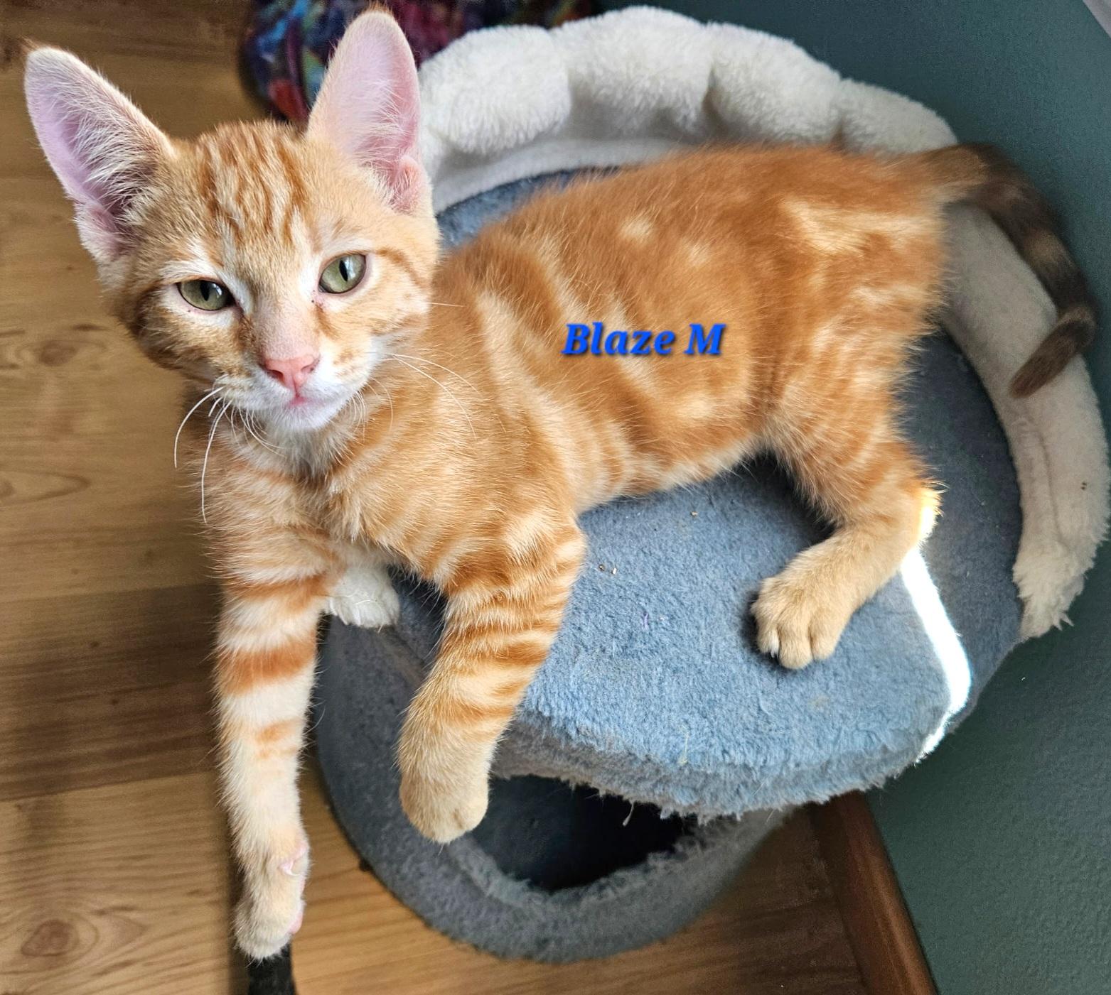 Blaze, an adoptable Tabby in Springfield, OR image 2/2
