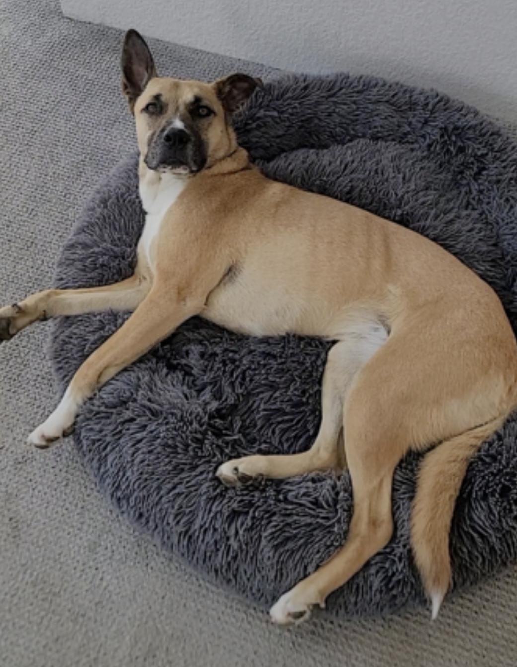 Sage — thumbnail 4