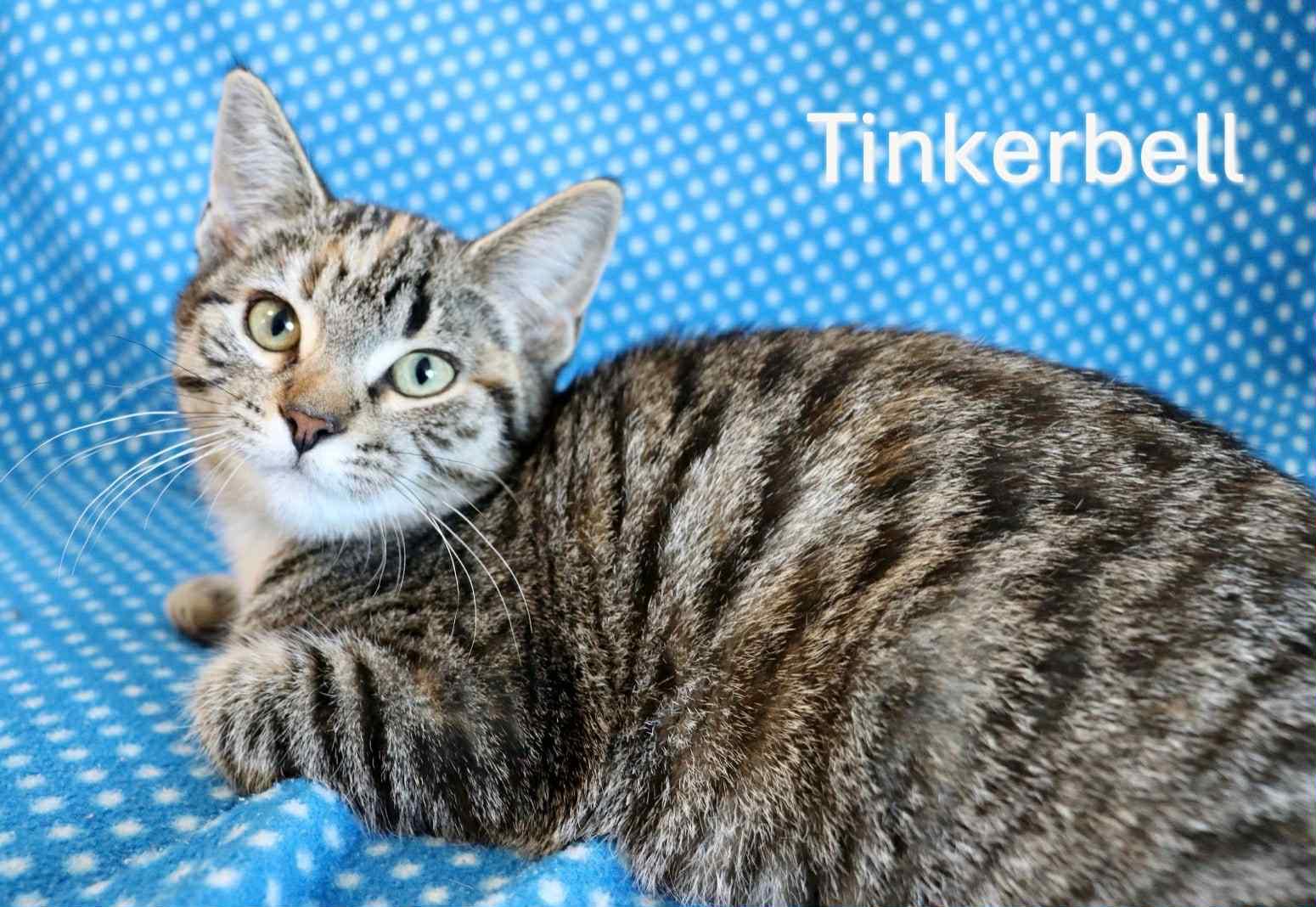 Enlarge Tinkerbell, a Adoptable mixed breed in Humboldt , SK image 1/1