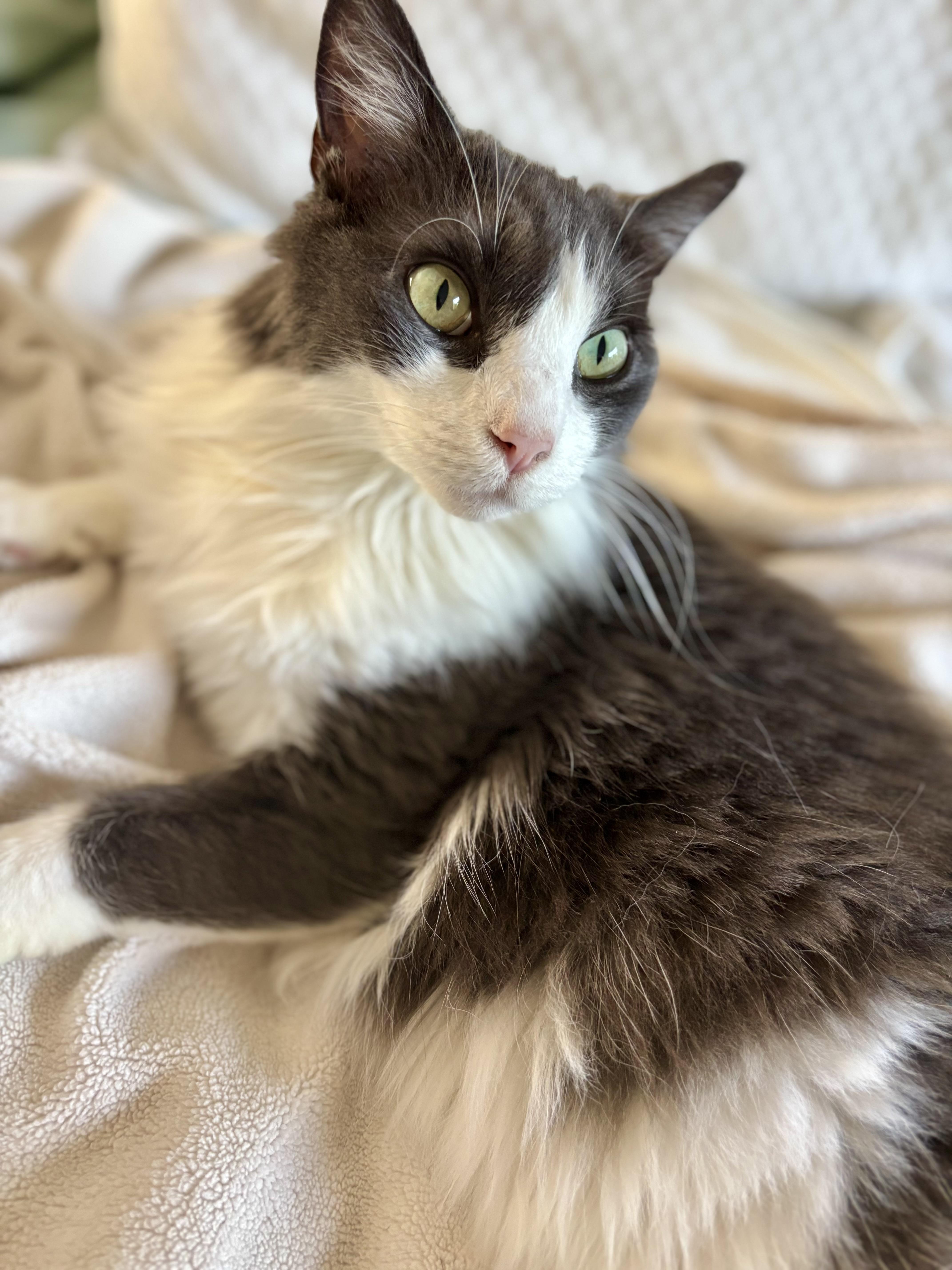 Gray LONG HAIRED Male Adult, a ADOPTABLE Domestic Long Hair in Monroe, NC image 3/3