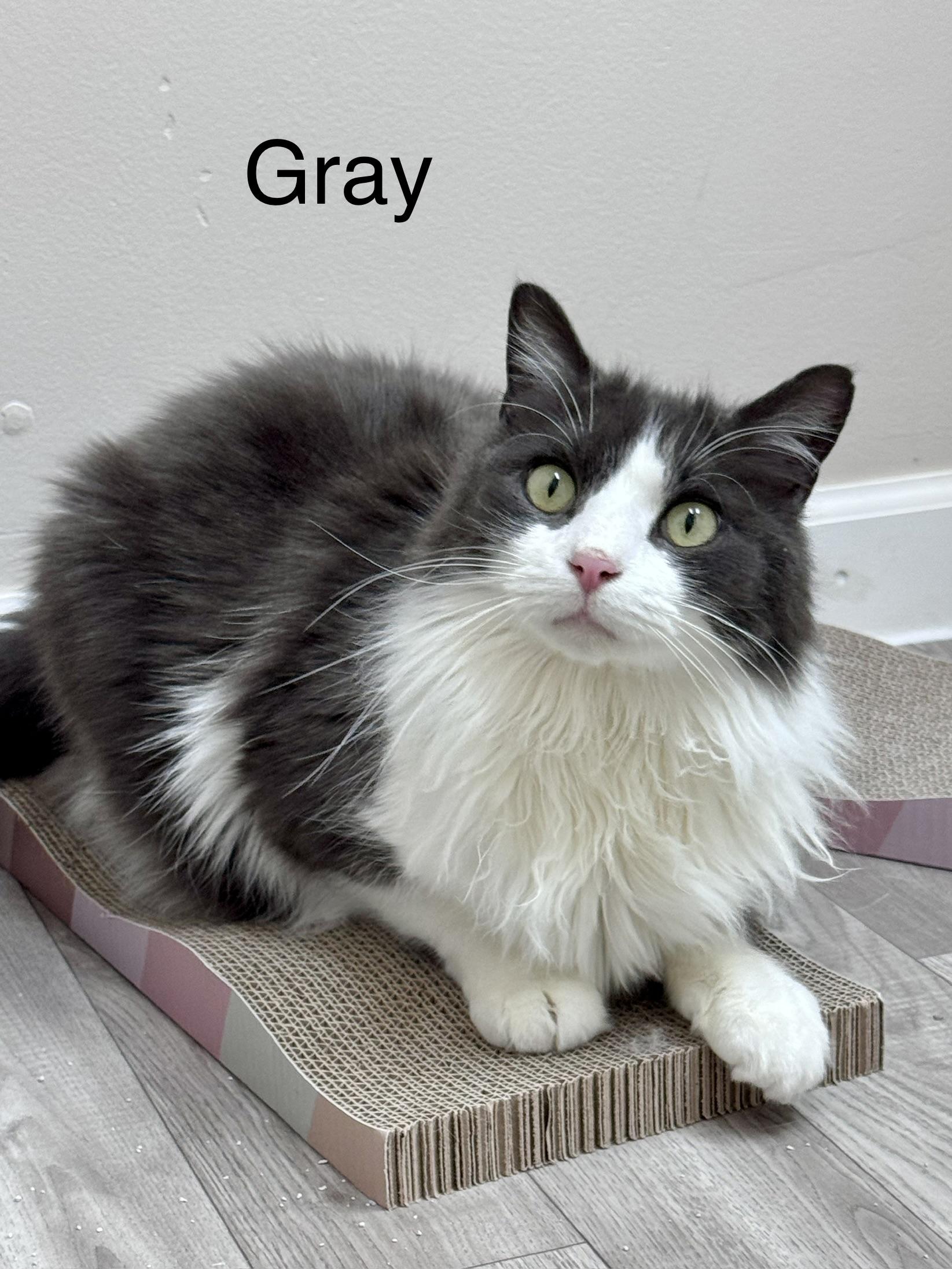 Gray LONG HAIRED Male Adult, ADOPTABLE, Adult Male Domestic Long Hair.