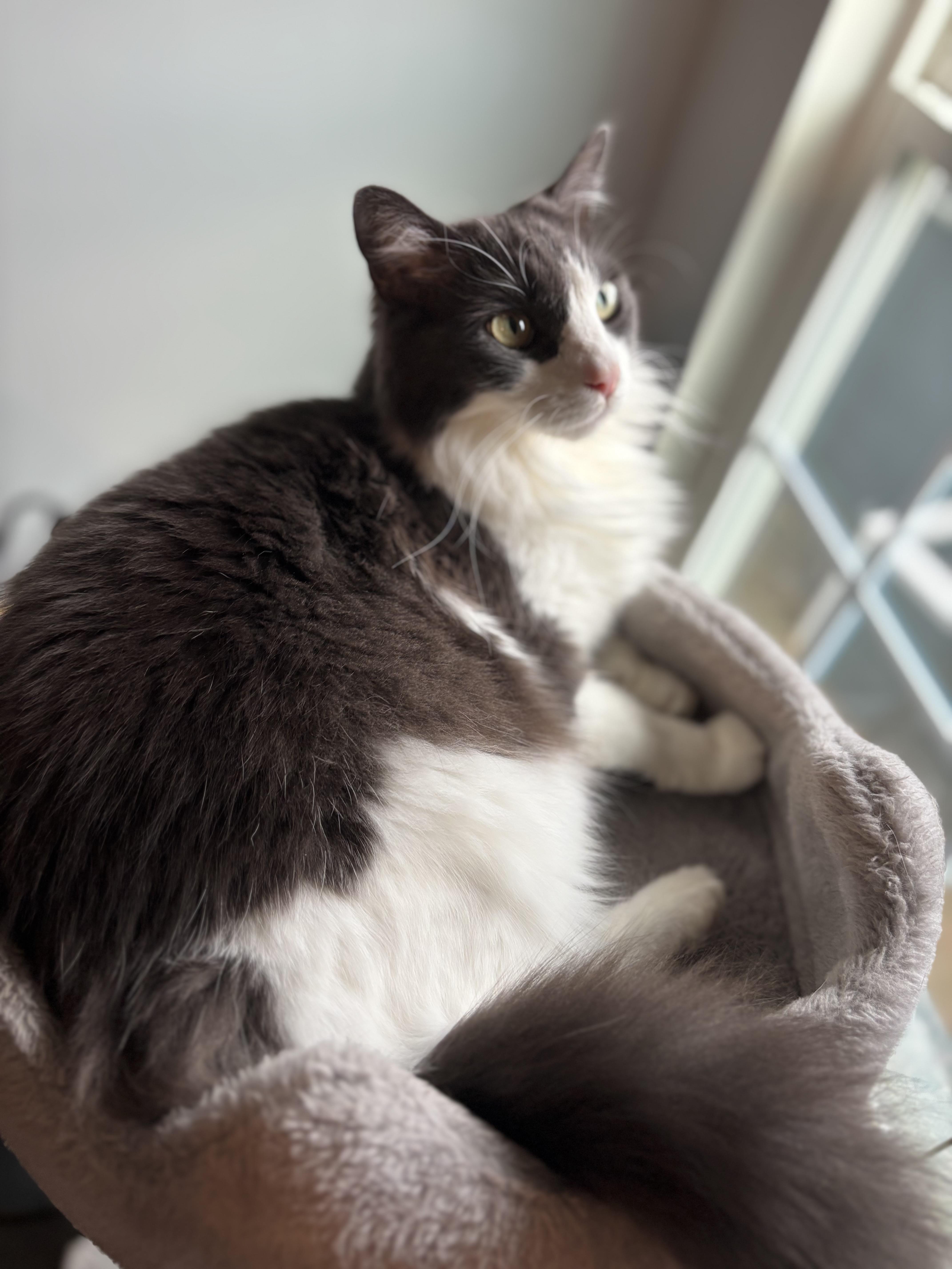 Gray LONG HAIRED Male Adult, a ADOPTABLE Domestic Long Hair in Monroe, NC image 2/3