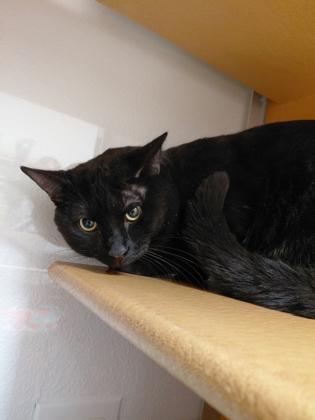 Enlarge Marki, a Adoptable mixed breed in Phoenix, AZ image 1/2