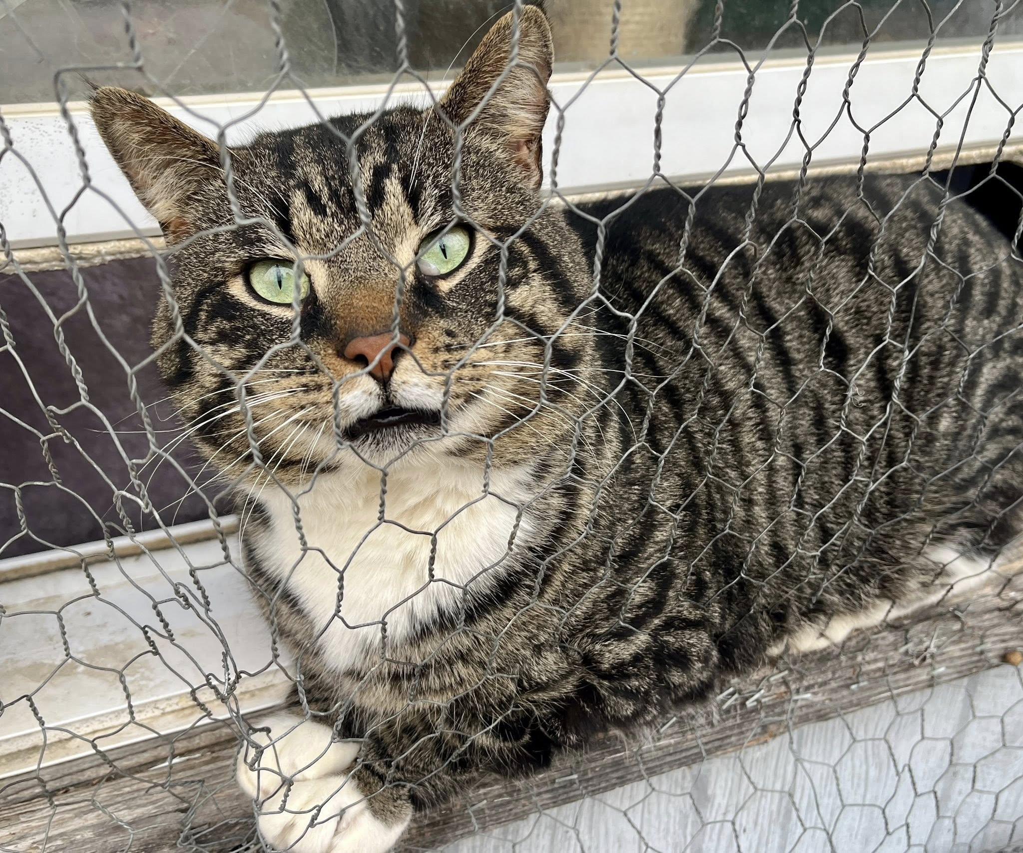 Enlarge Lemon Pound Cake, a ADOPTABLE American Shorthair in Elkland, PA image 3/5