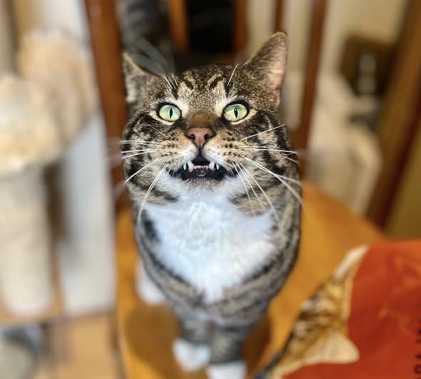 Enlarge Lemon Pound Cake, a ADOPTABLE American Shorthair in Elkland, PA image 5/5