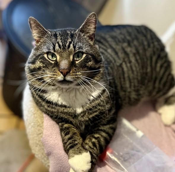 Enlarge Lemon Pound Cake, a ADOPTABLE American Shorthair in Elkland, PA image 4/5