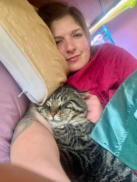 Lemon Pound Cake, ADOPTABLE, Adult Male American Shorthair.