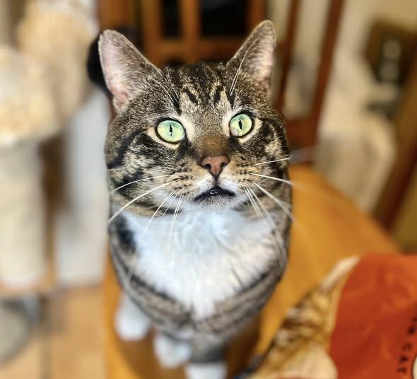 Lemon Pound Cake, ADOPTABLE, Adult Male American Shorthair.