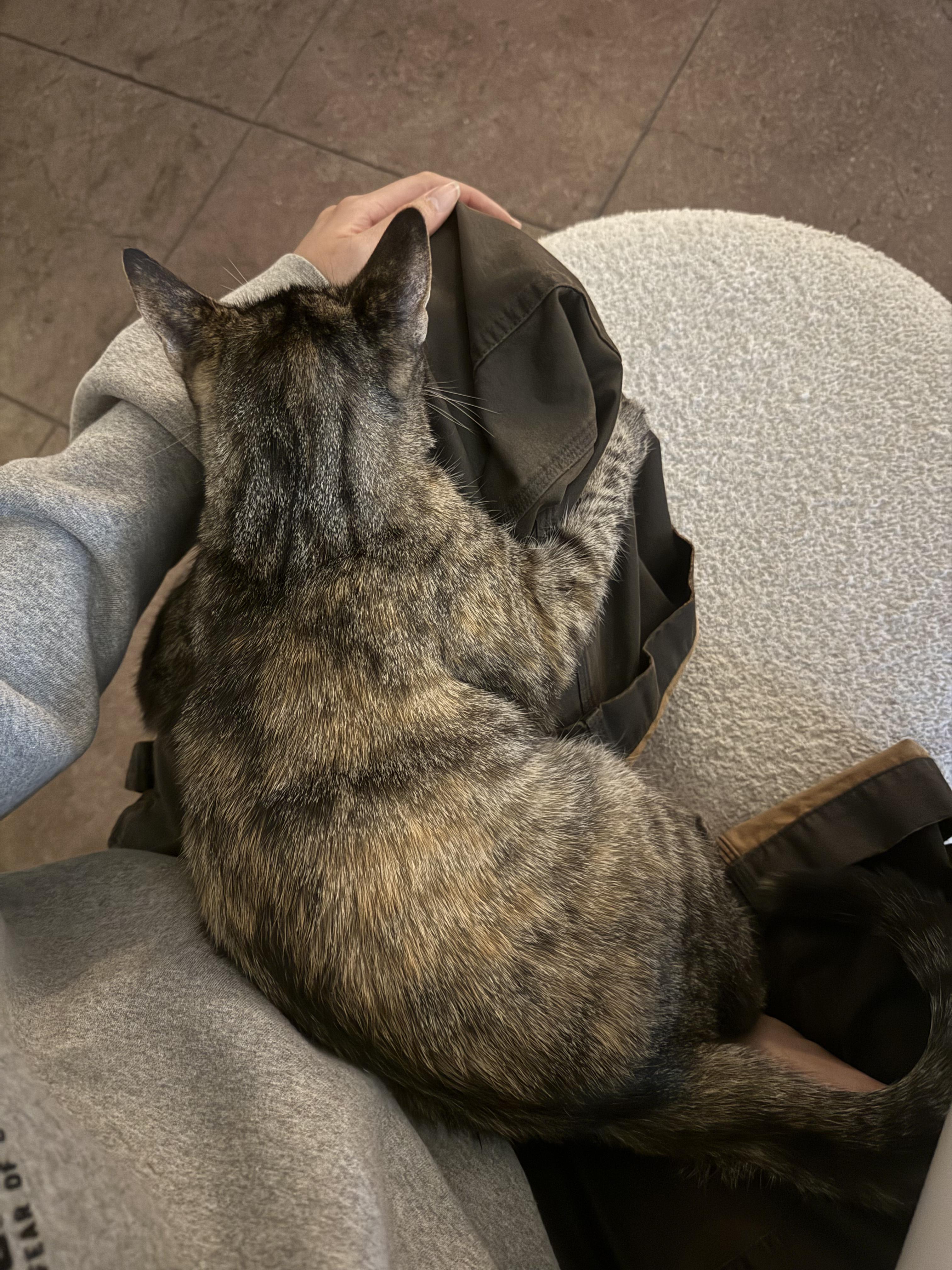 Enlarge Bigfoot, a Adoptable Domestic Short Hair in Los Angeles, CA image 1/6