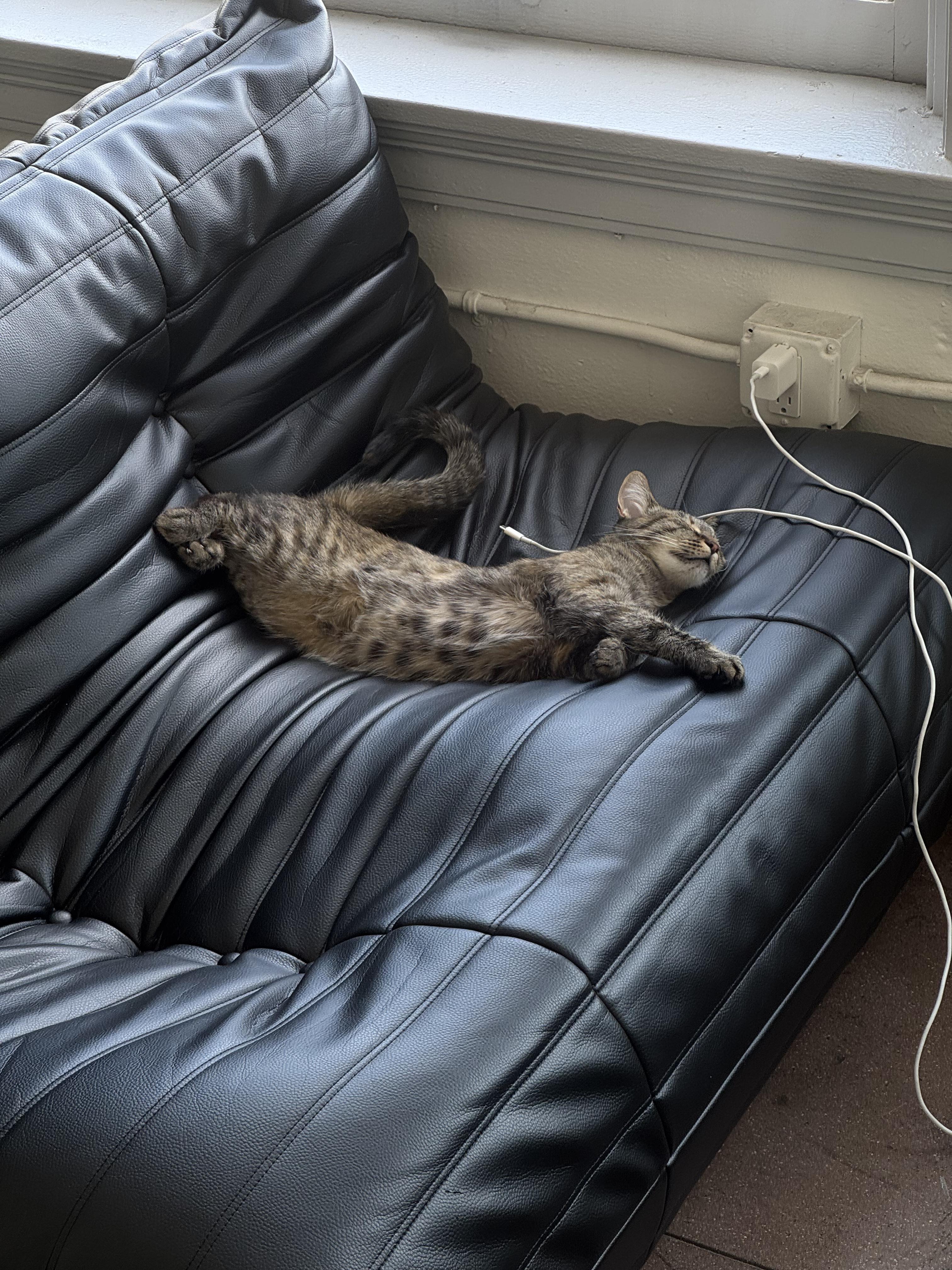 Enlarge Bigfoot, a Adoptable Domestic Short Hair in Los Angeles, CA image 2/6