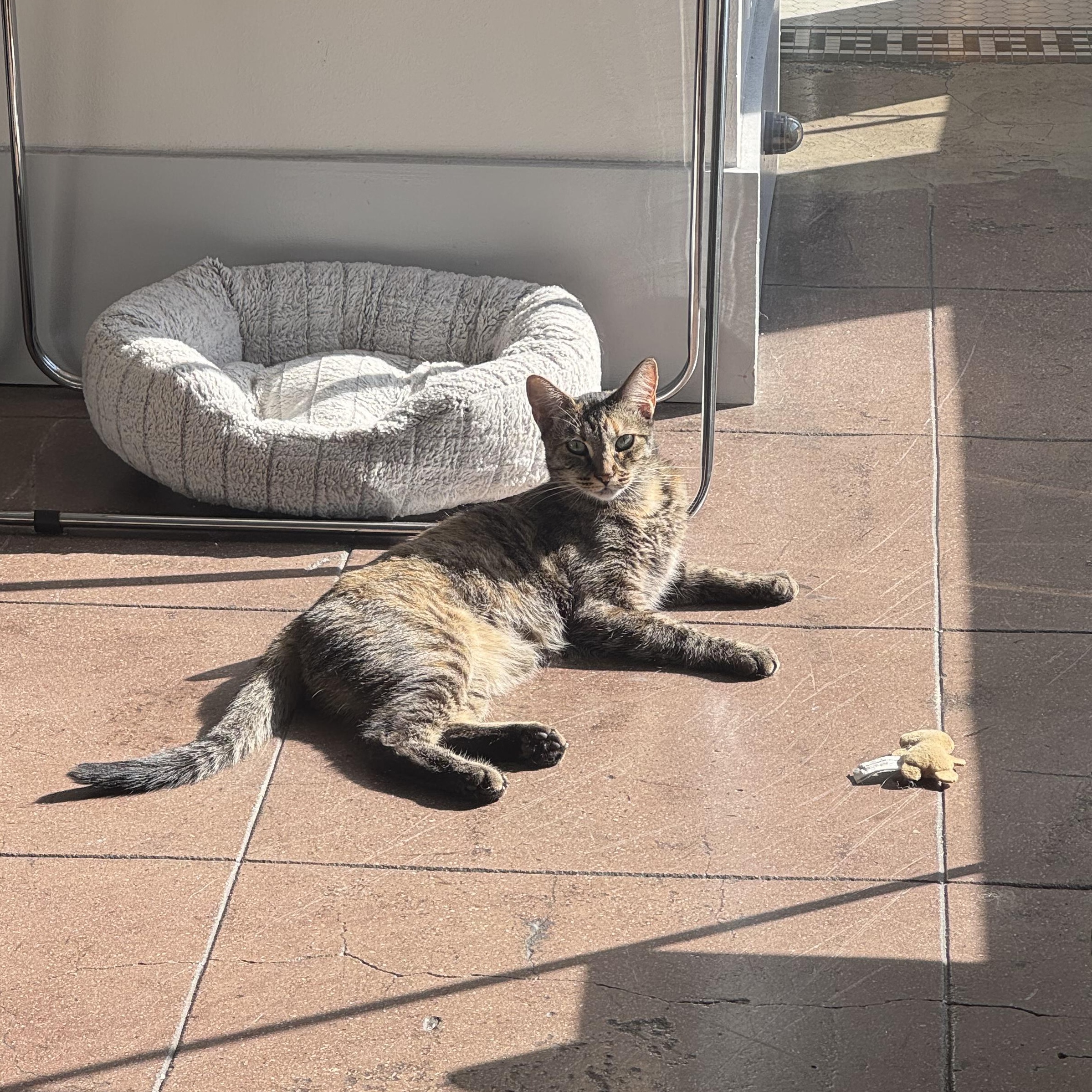 Bigfoot, a Adoptable Domestic Short Hair in Los Angeles, CA image 2/6