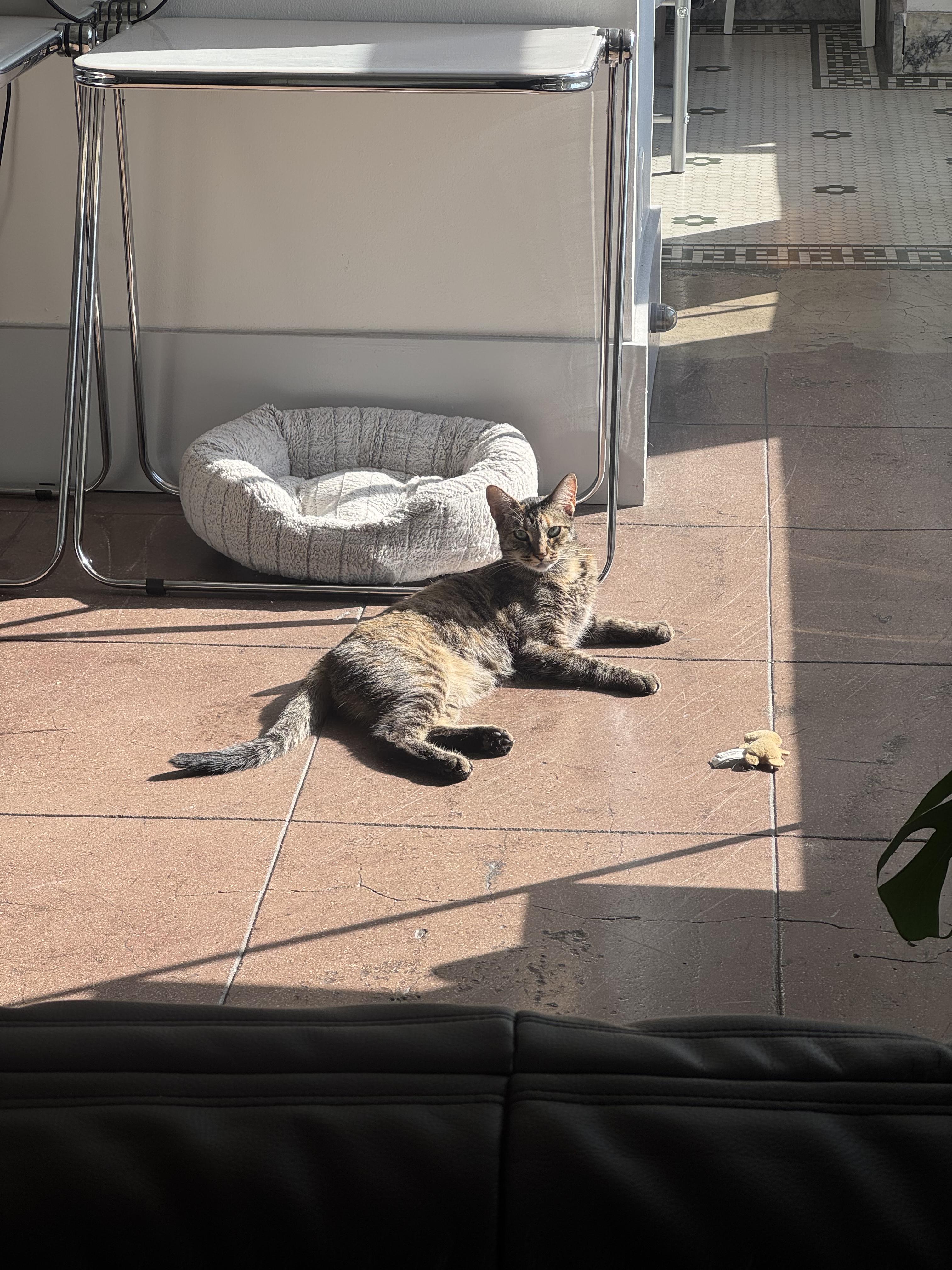 Enlarge Bigfoot, a Adoptable Domestic Short Hair in Los Angeles, CA image 3/6