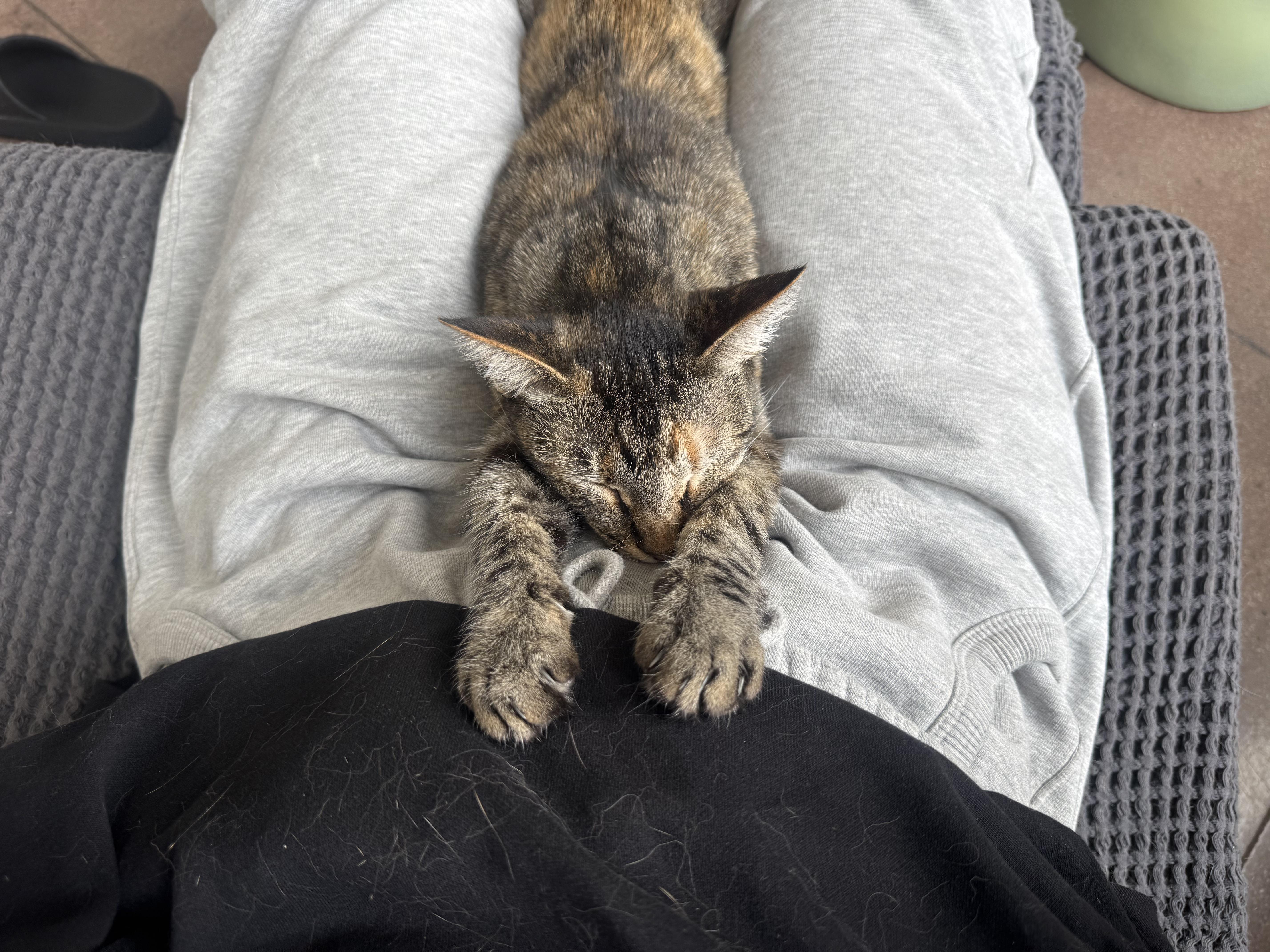 Enlarge Bigfoot, a Adoptable Domestic Short Hair in Los Angeles, CA image 4/6