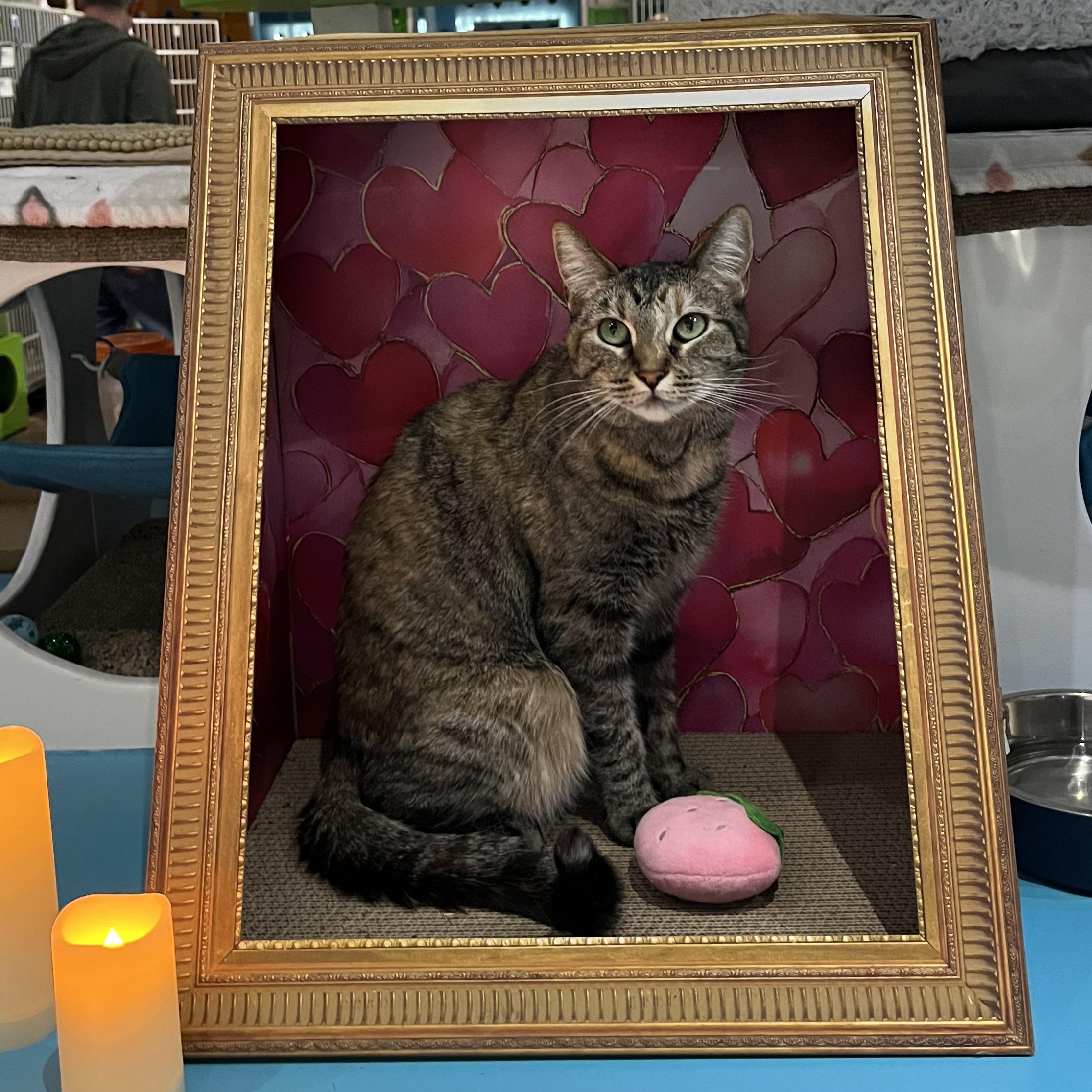Bigfoot, Adoptable, Adult Female Domestic Short Hair.