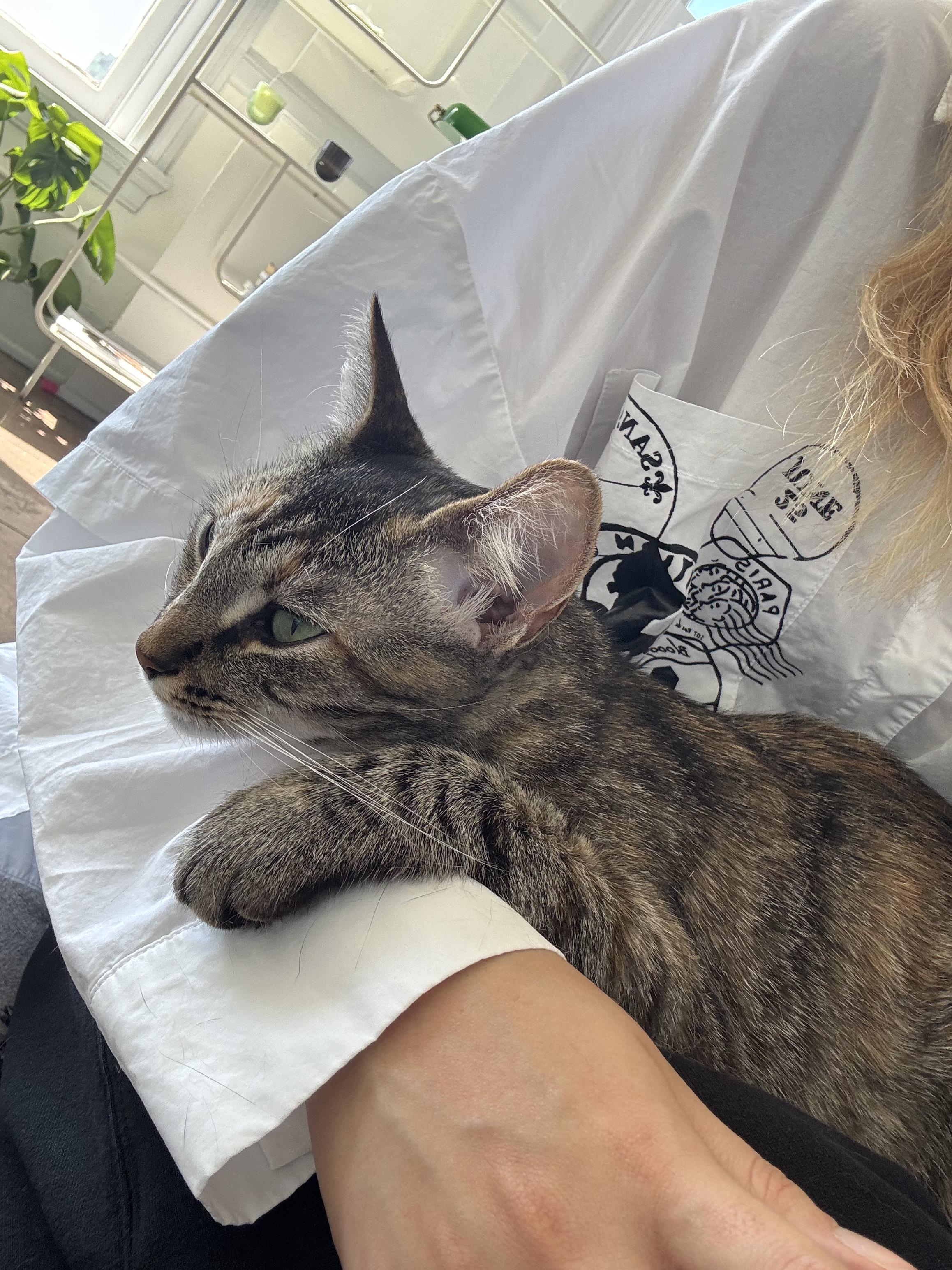 Enlarge Bigfoot, a Adoptable Domestic Short Hair in Los Angeles, CA image 5/6