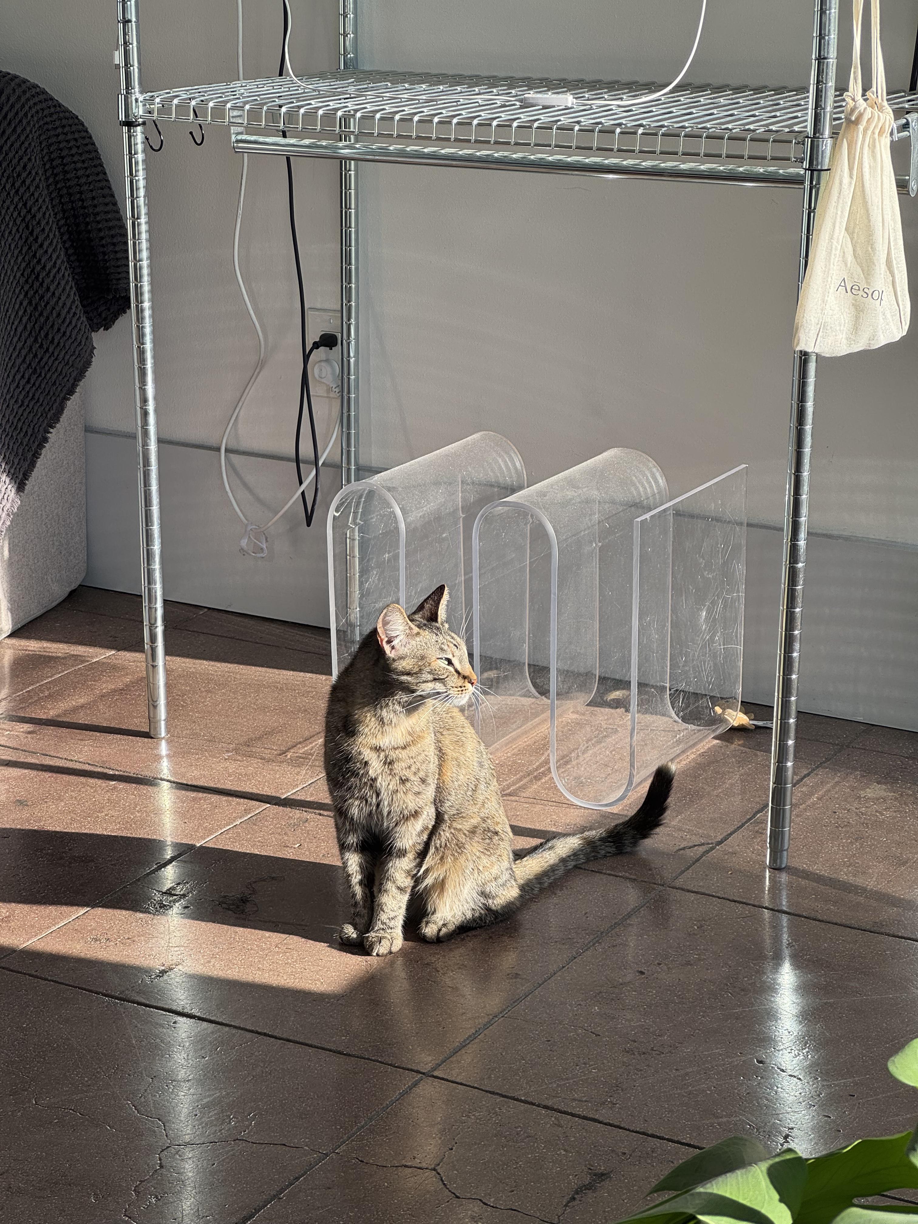 Enlarge Bigfoot, a Adoptable Domestic Short Hair in Los Angeles, CA image 6/6