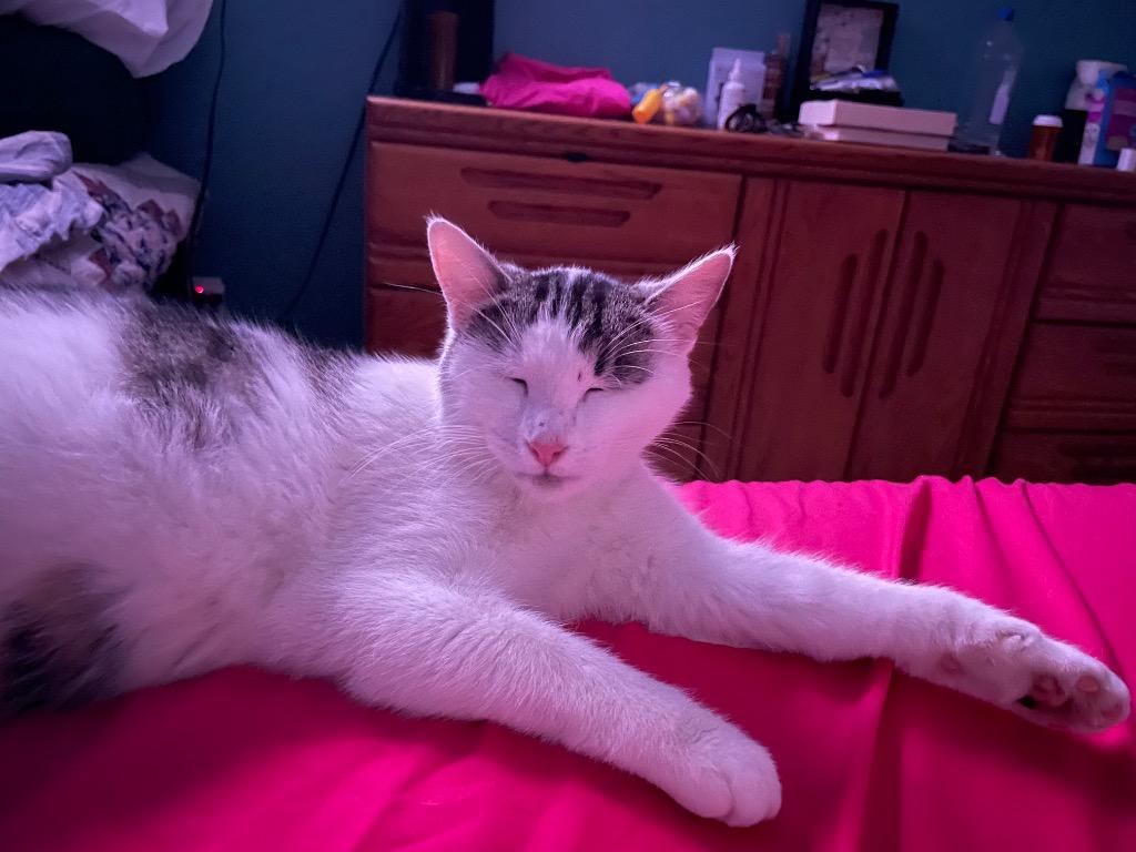 PETUNIA, a Adoptable mixed breed in Newaygo, MI image 1/3
