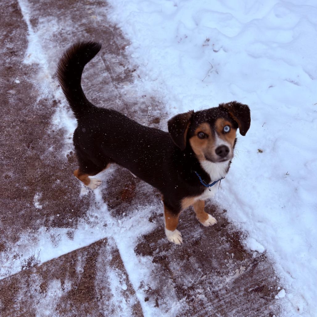 Enlarge Axel, an adopted Mixed Breed in Fenton, MI image 1/4