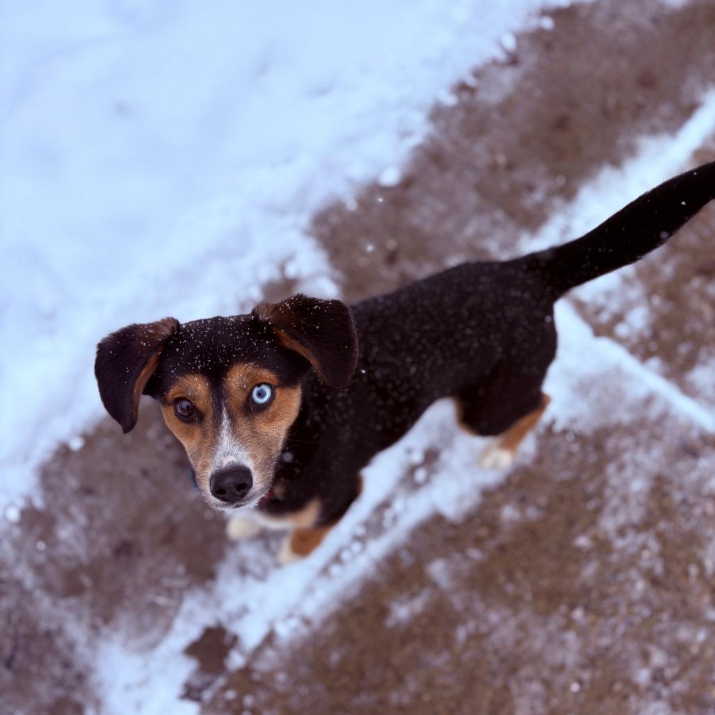 Enlarge Axel, an adopted Mixed Breed in Fenton, MI image 3/4