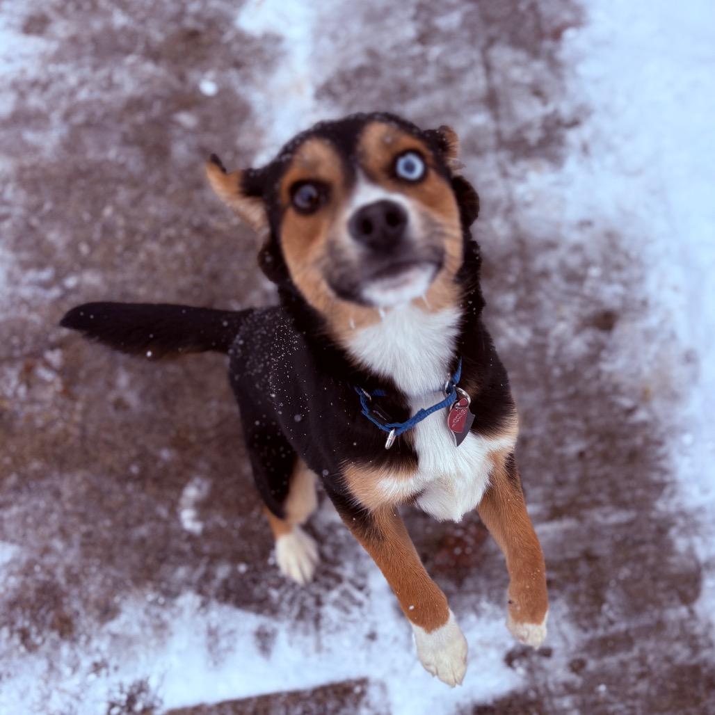 Enlarge Axel, an adopted Mixed Breed in Fenton, MI image 4/4