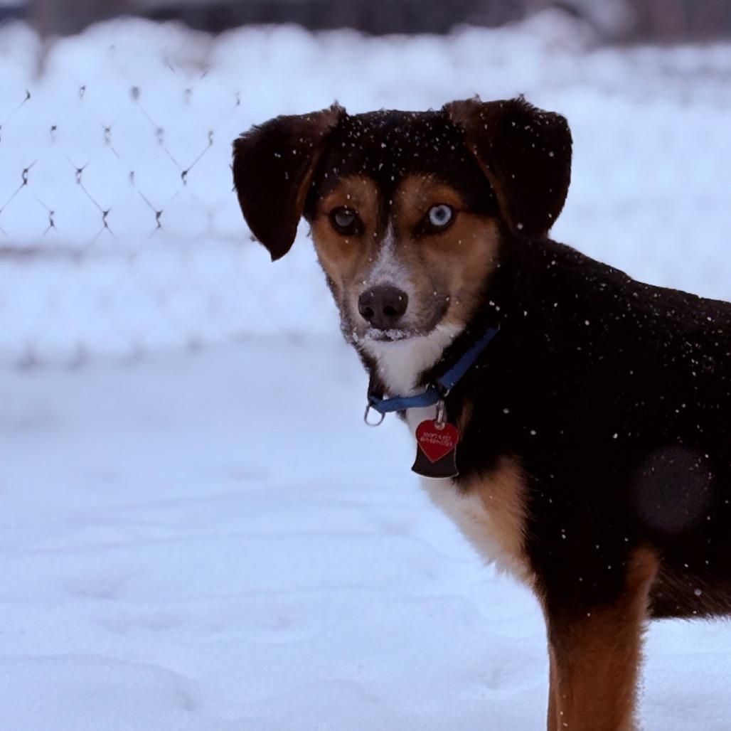 Enlarge Axel, an adopted Mixed Breed in Fenton, MI image 2/4