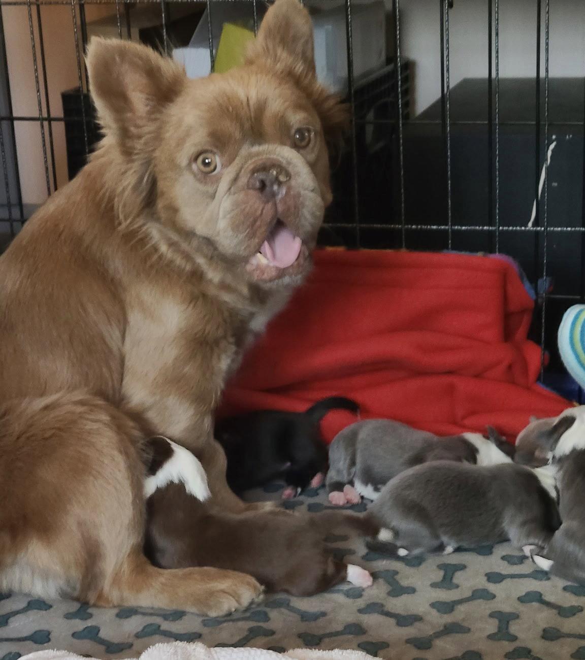 Monet (E1), Adopted, Puppy Female French Bulldog.