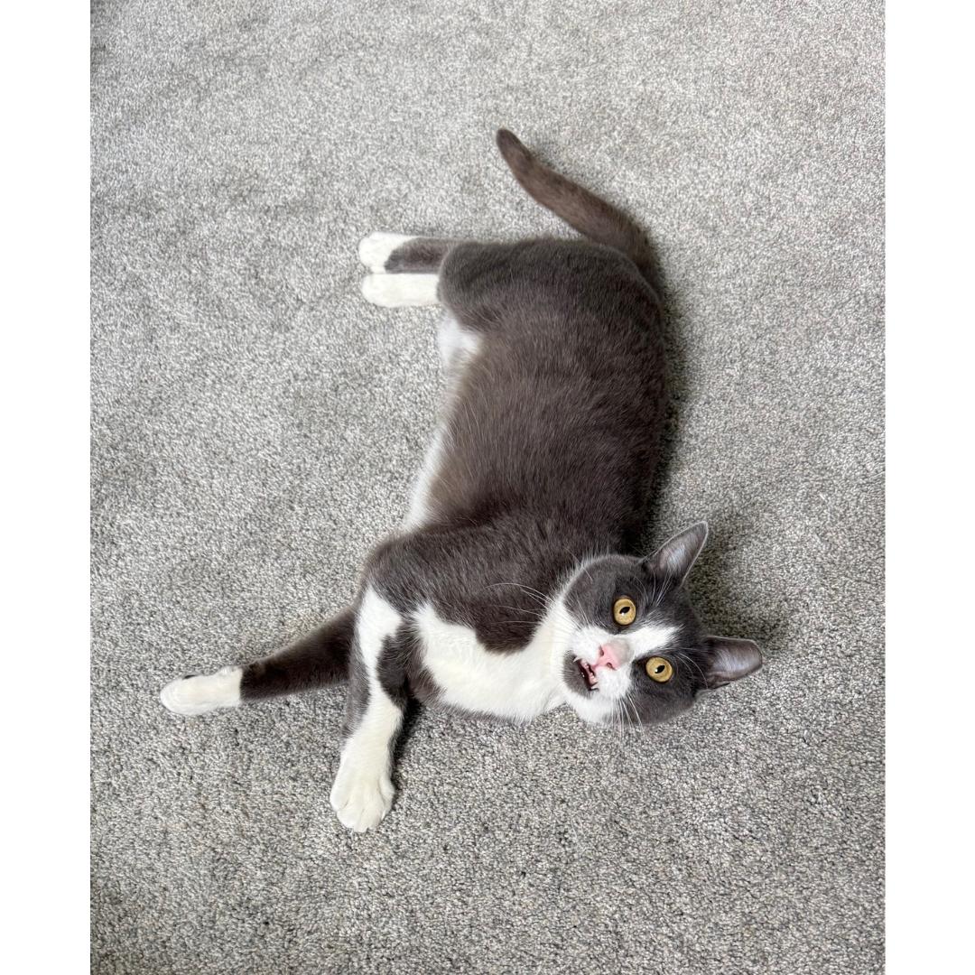 Enlarge Billy, a ADOPTABLE Domestic Short Hair in Morgan Hill, CA image 4/6