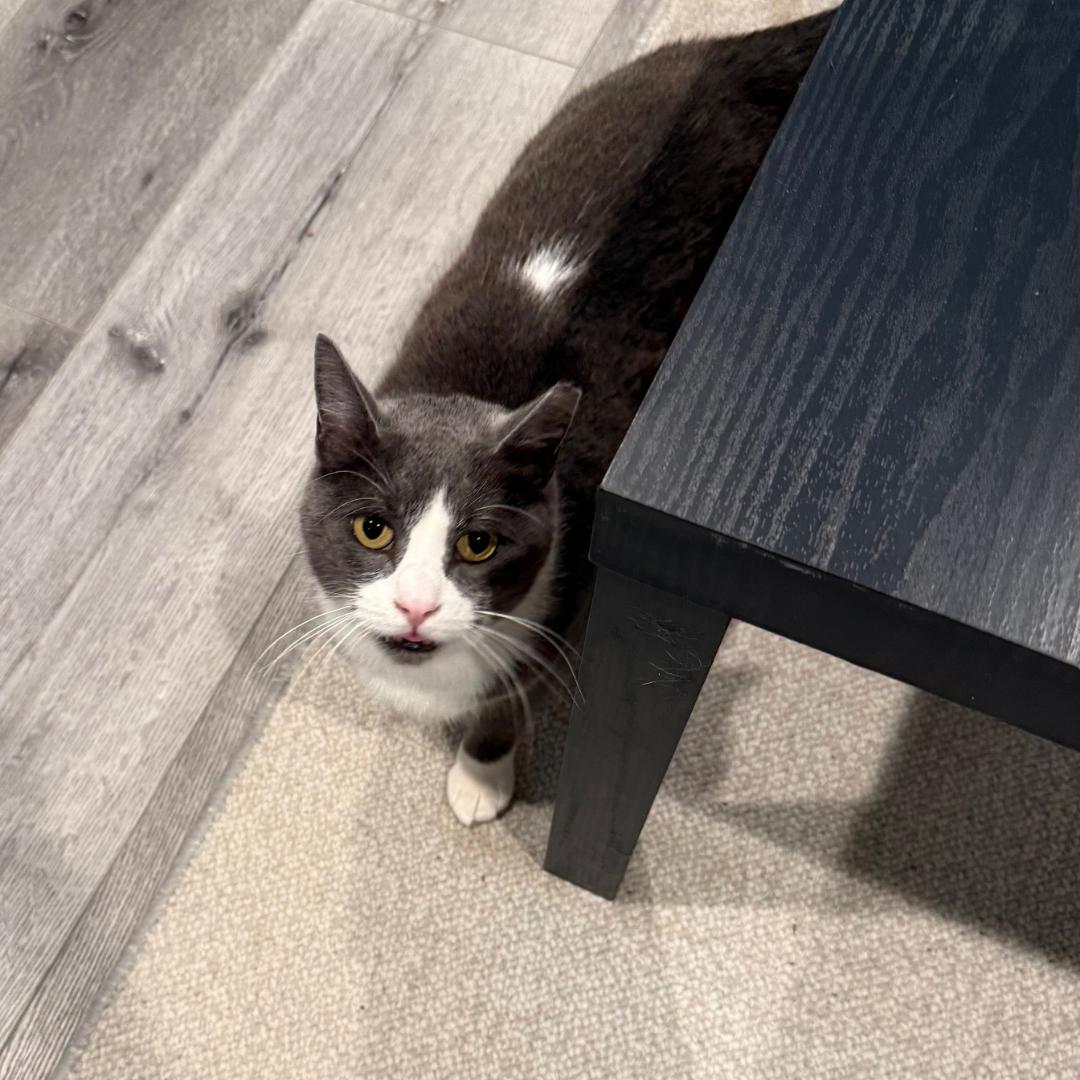 Enlarge Billy, a ADOPTABLE Domestic Short Hair in Morgan Hill, CA image 5/6