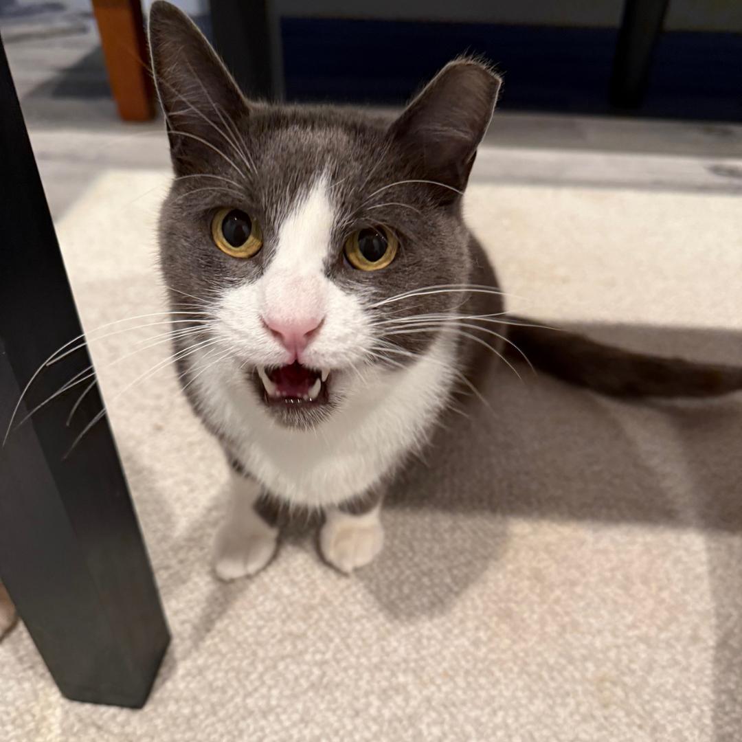 Enlarge Billy, a ADOPTABLE Domestic Short Hair in Morgan Hill, CA image 6/6