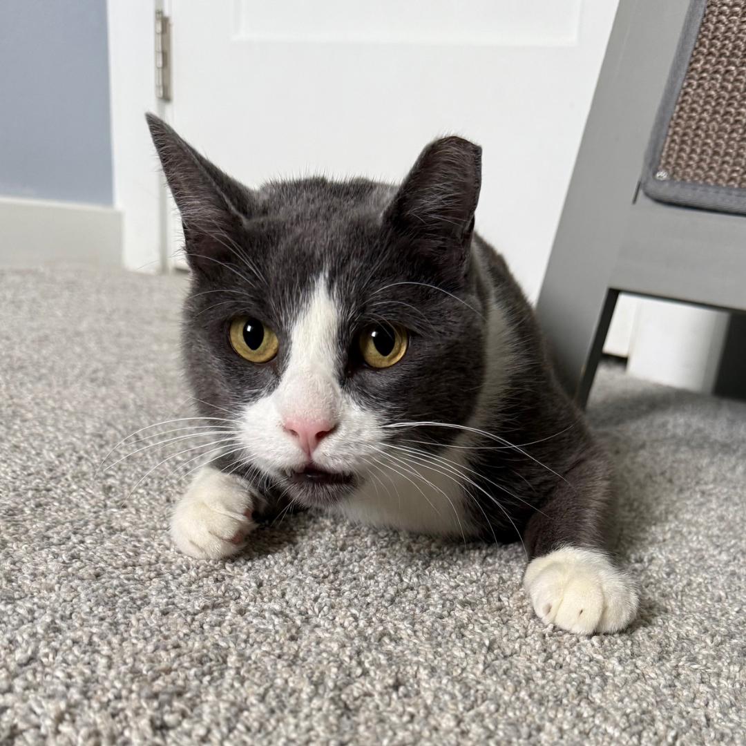 Enlarge Billy, a ADOPTABLE Domestic Short Hair in Morgan Hill, CA image 3/6