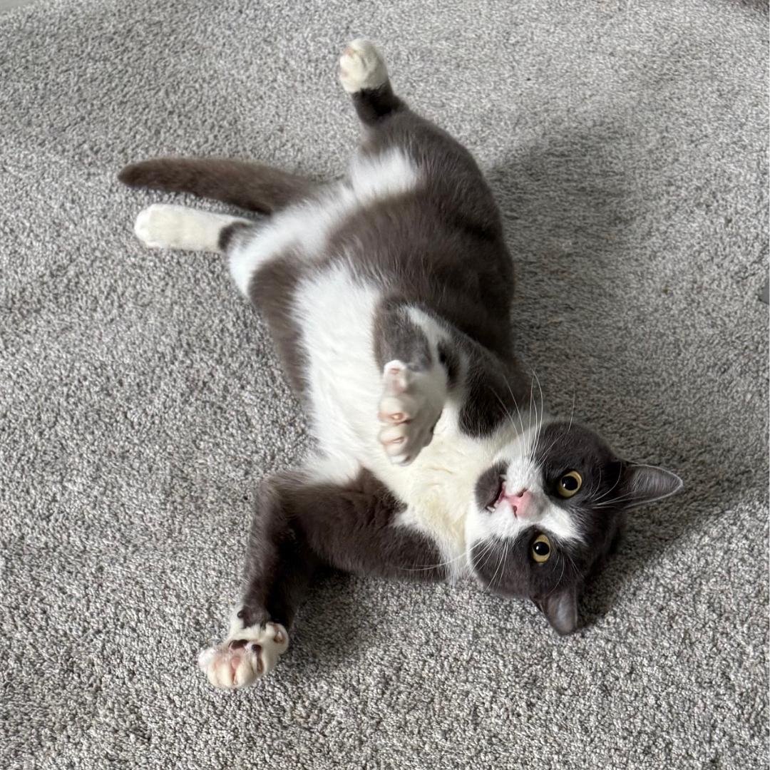 Enlarge Billy, a ADOPTABLE Domestic Short Hair in Morgan Hill, CA image 2/6