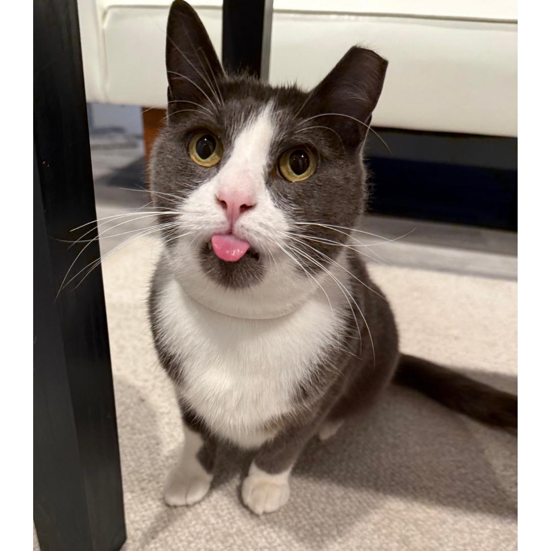 Enlarge Billy, a ADOPTABLE Domestic Short Hair in Morgan Hill, CA image 1/6