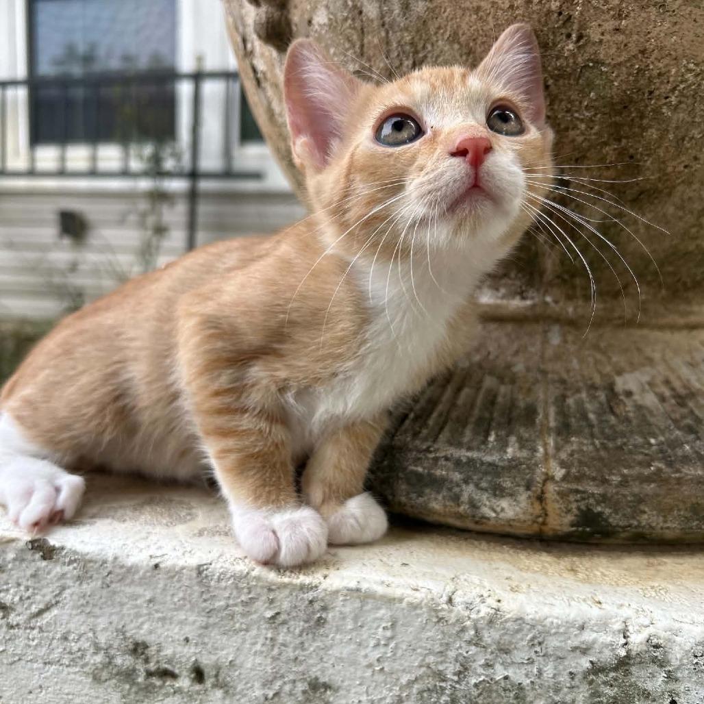 Lexi, Adoptable, Kitten Female Domestic Short Hair.