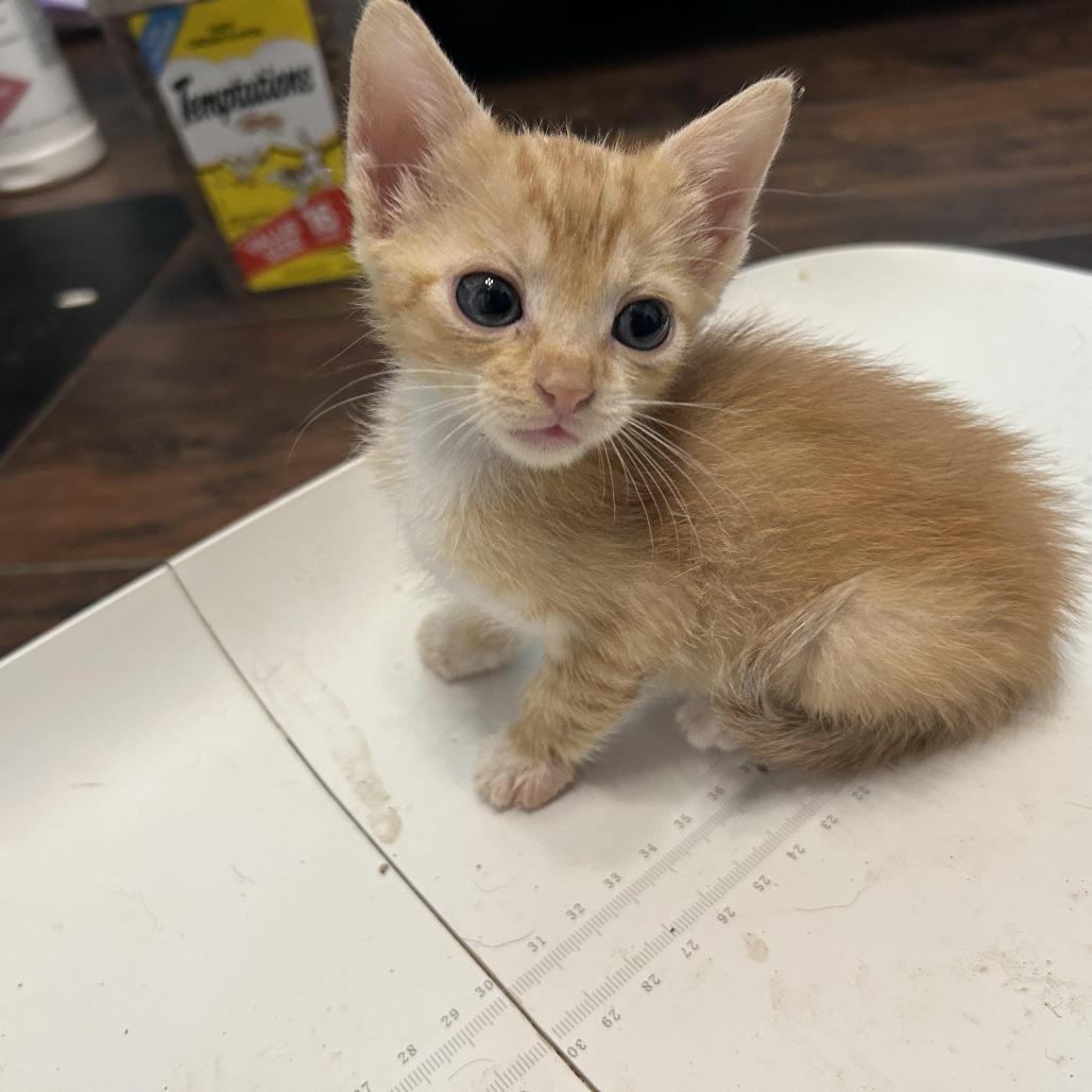 Enlarge Lexi, a Adoptable Domestic Short Hair in Okmulgee, OK image 1/2