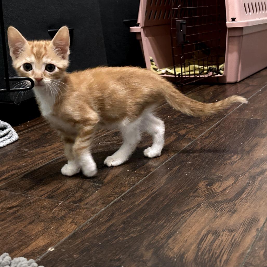 Enlarge Lexi, a Adoptable Domestic Short Hair in Okmulgee, OK image 2/2