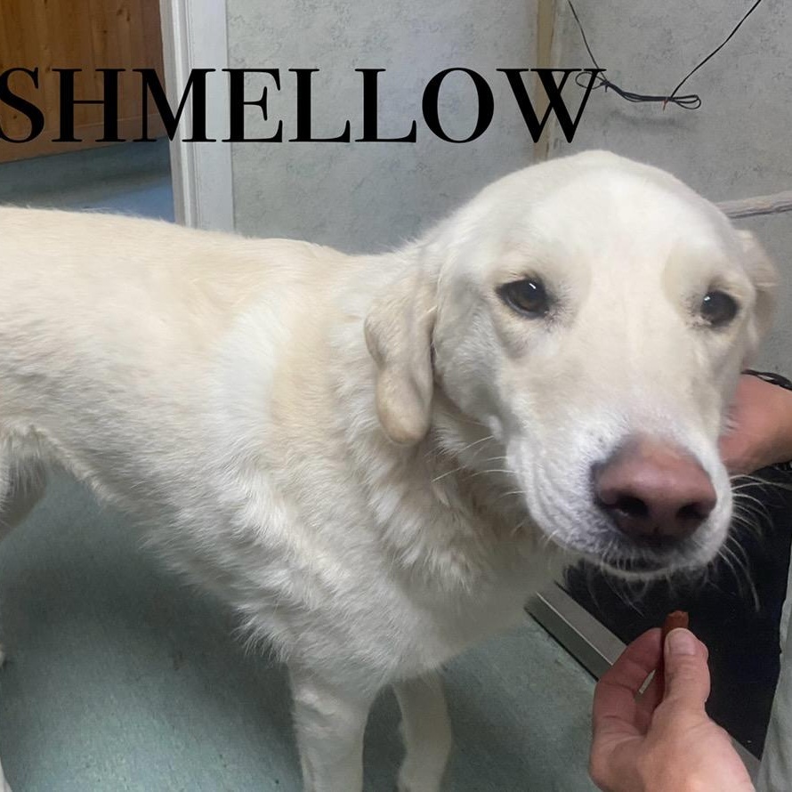 Marshmallow, an adoptable Akbash in Craig, CO, 81625 | Photo Image 1