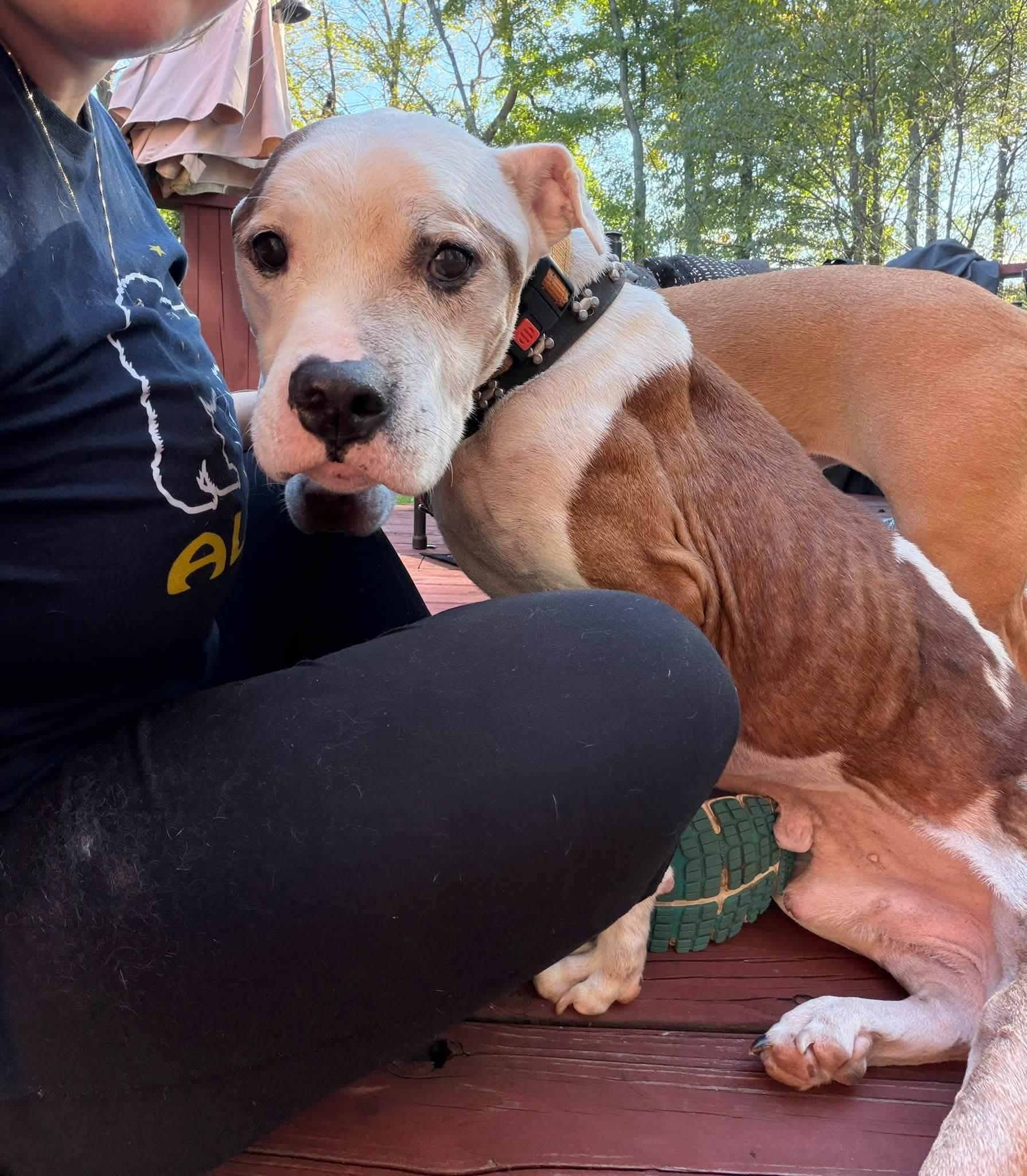 Enlarge Henry, a Adoptable mixed breed in Warren, OH image 1/2