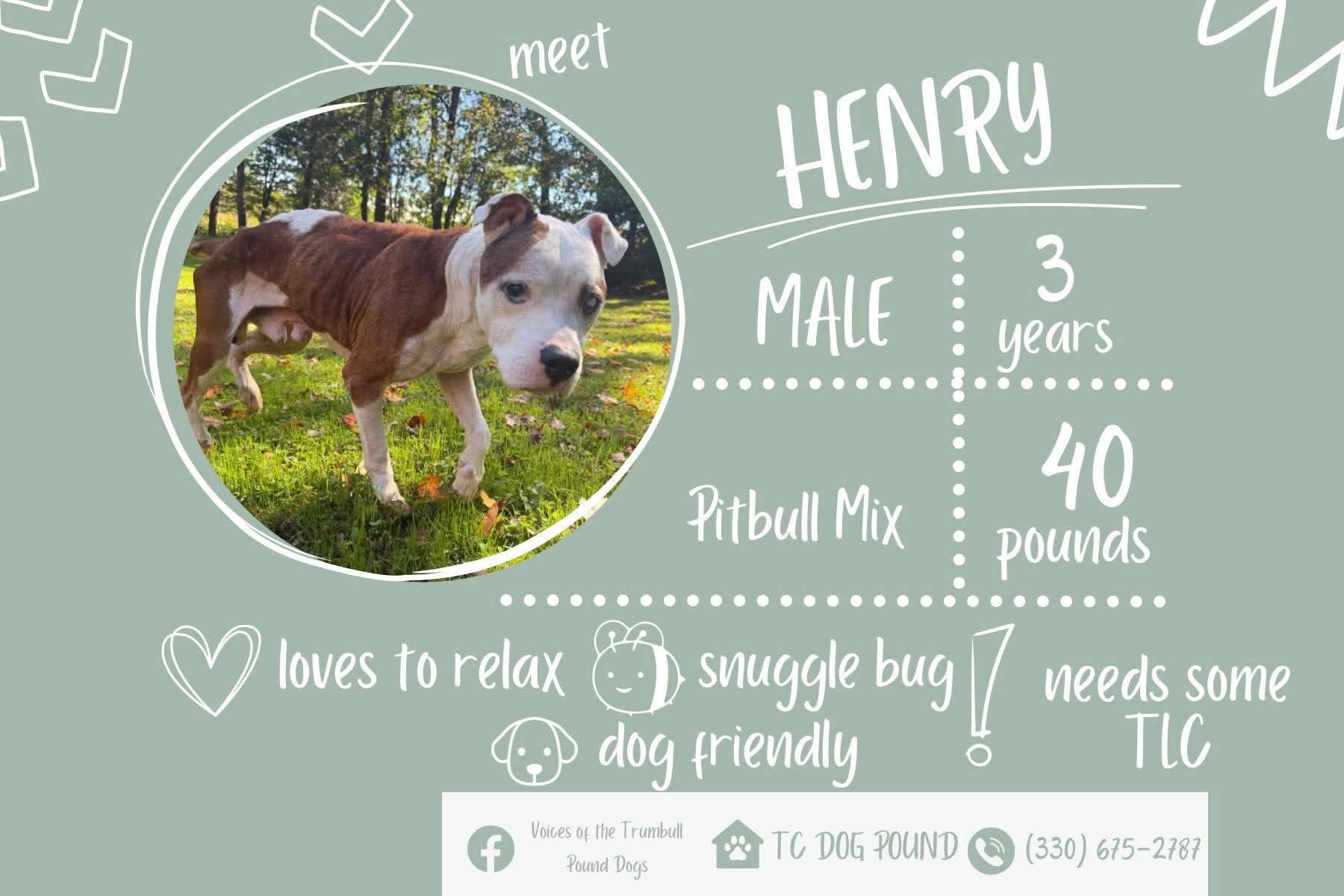 Enlarge Henry, a Adoptable mixed breed in Warren, OH image 2/2